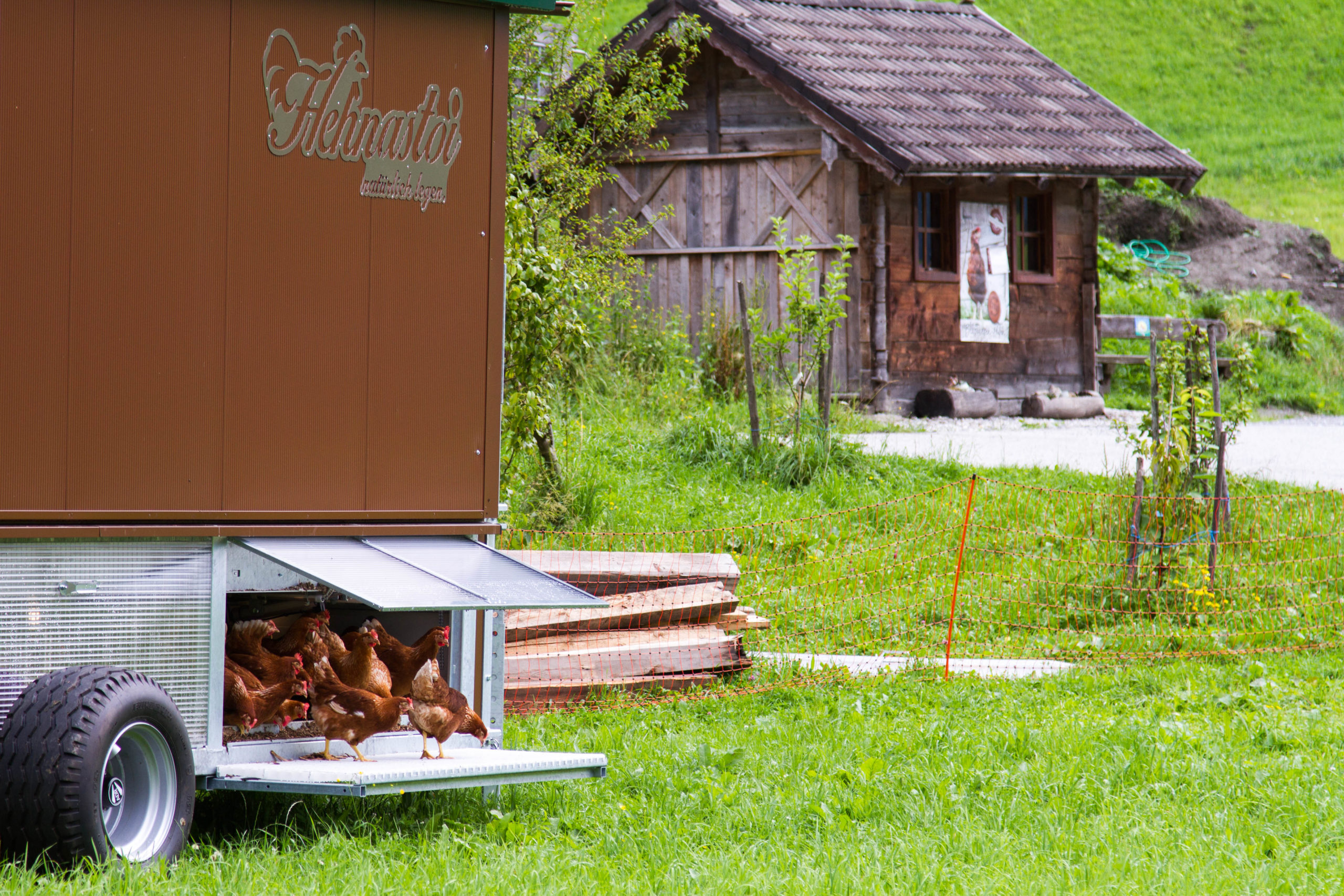 Hennen und Verkaufsladen von den Berg(er)Wiesen © Leonie Berger