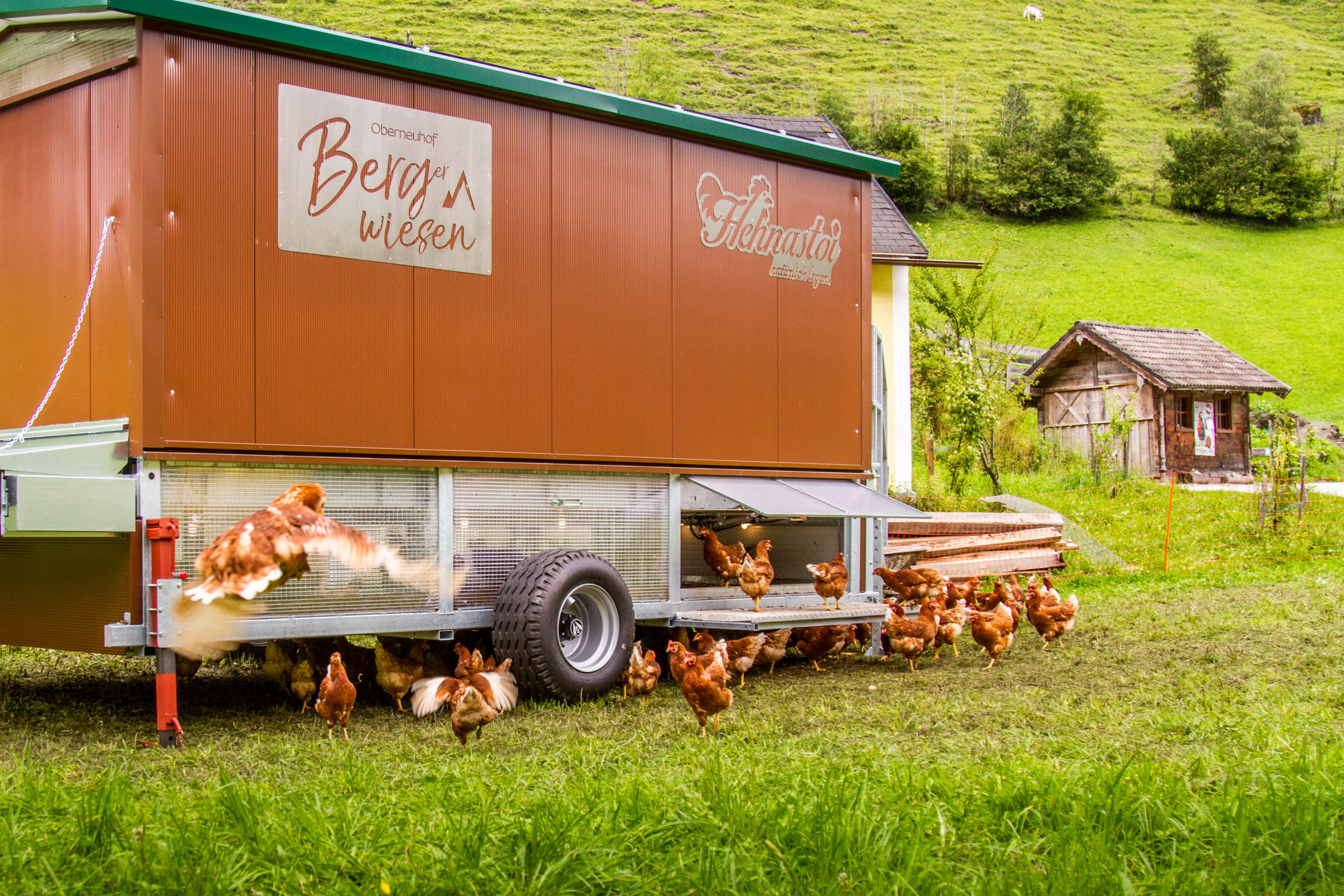 Die Hühnerschar und ihr mobiler Stall © Leonie Berger