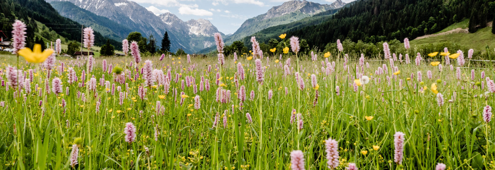 Naturnahe Gärten © Wagrain-Kleinarl Tourismus, Eduardo Gellner