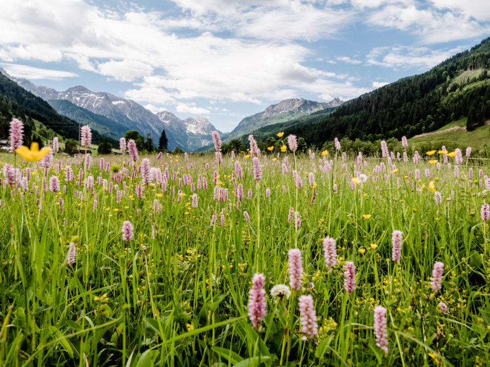 Naturnahe Gärten © Wagrain-Kleinarl Tourismus, Eduardo Gellner