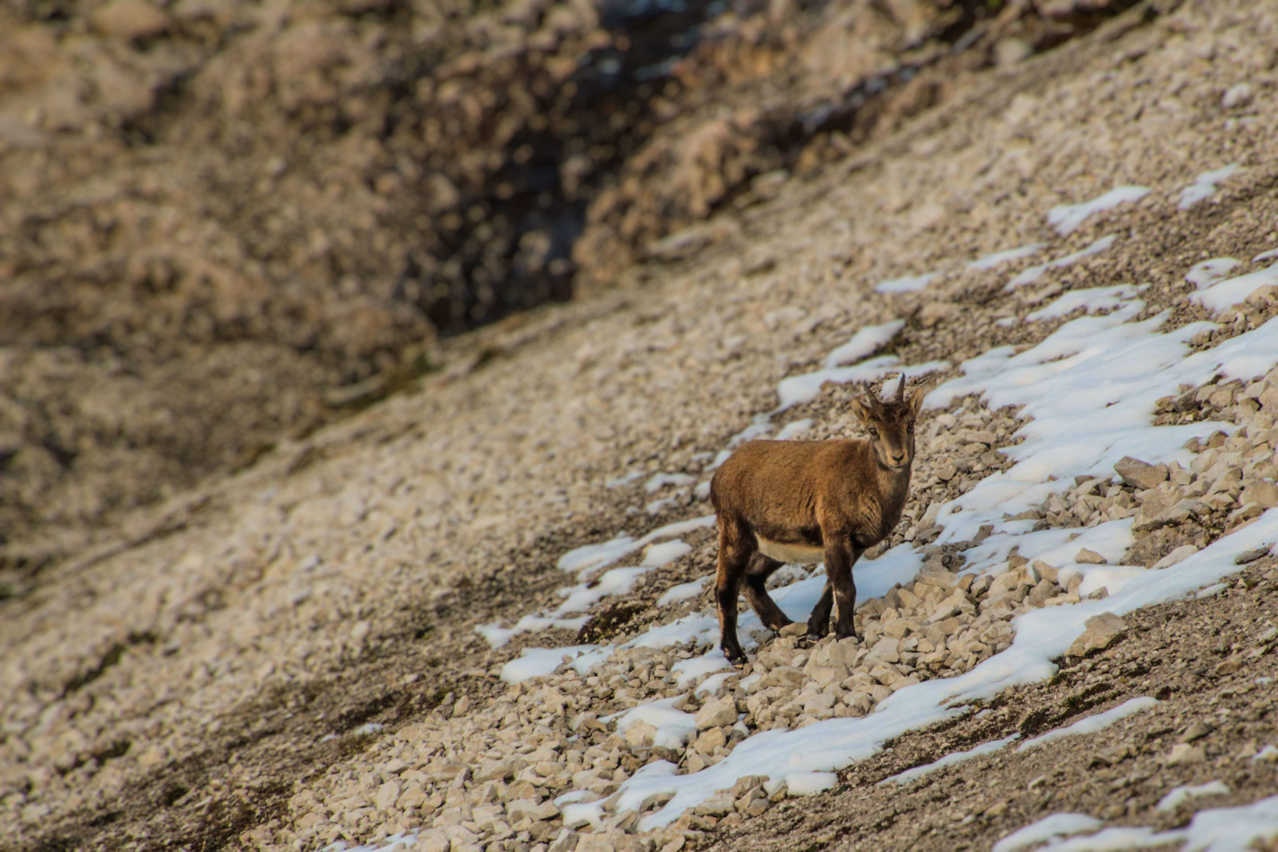 © Christoph Wertgen - Ein junger Steinbock an der Dachsteisüdwand