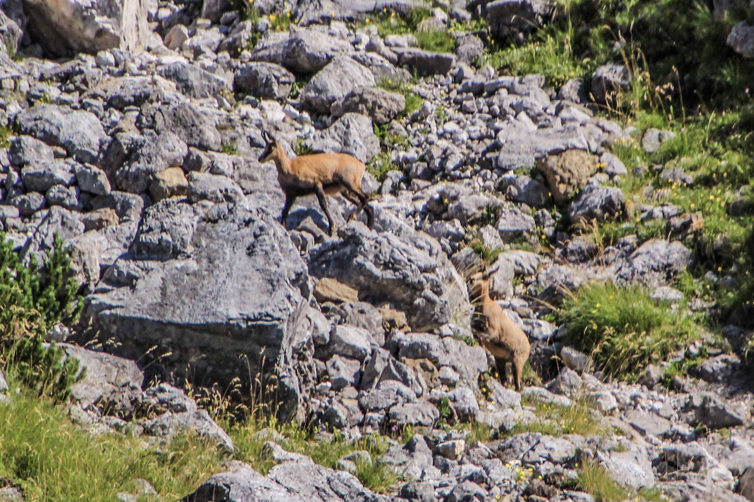 © Christoph Wertgen - Gämsen am Gosaukamm