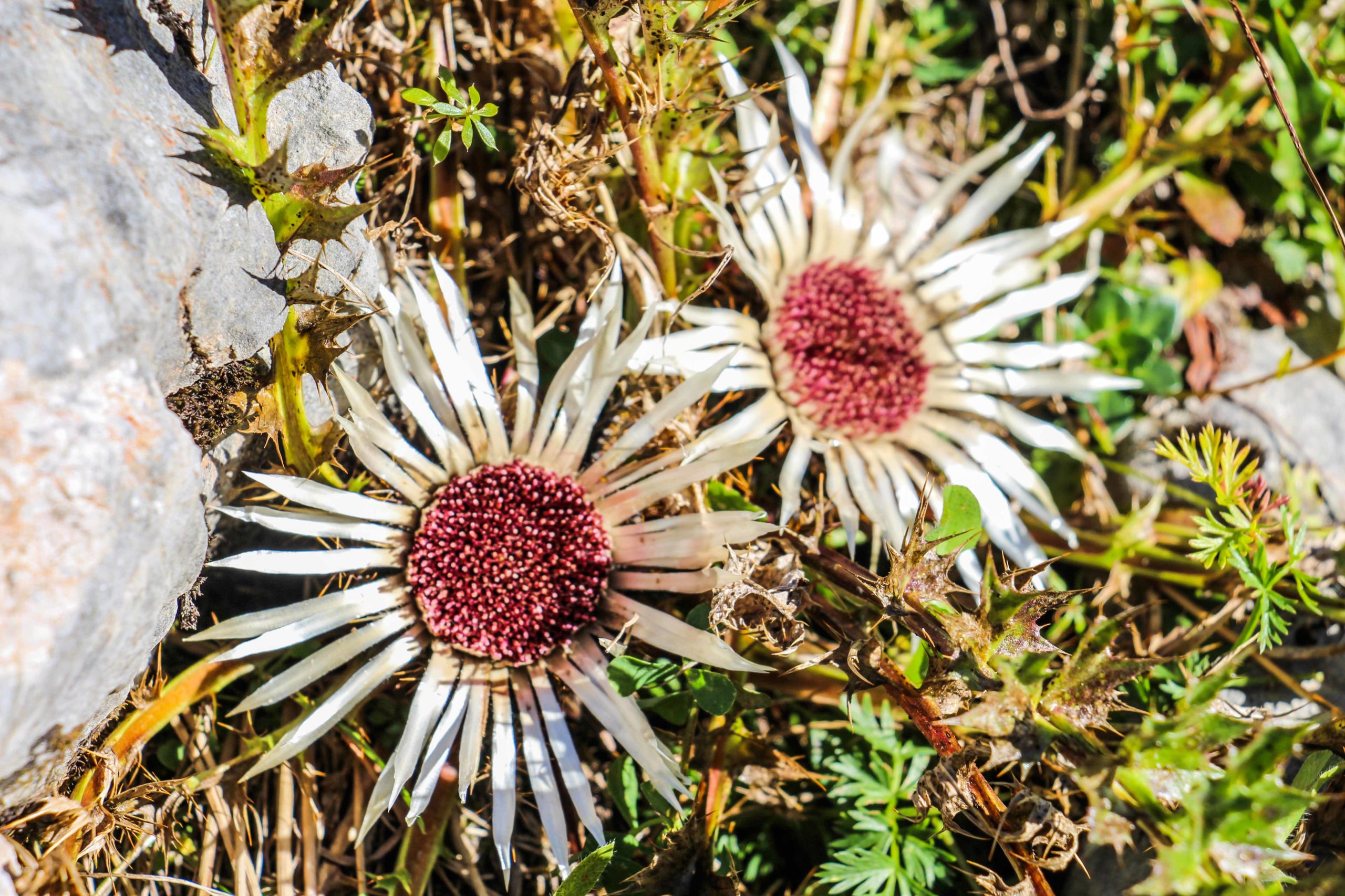 Silberdistel - © Christoph Werntgen