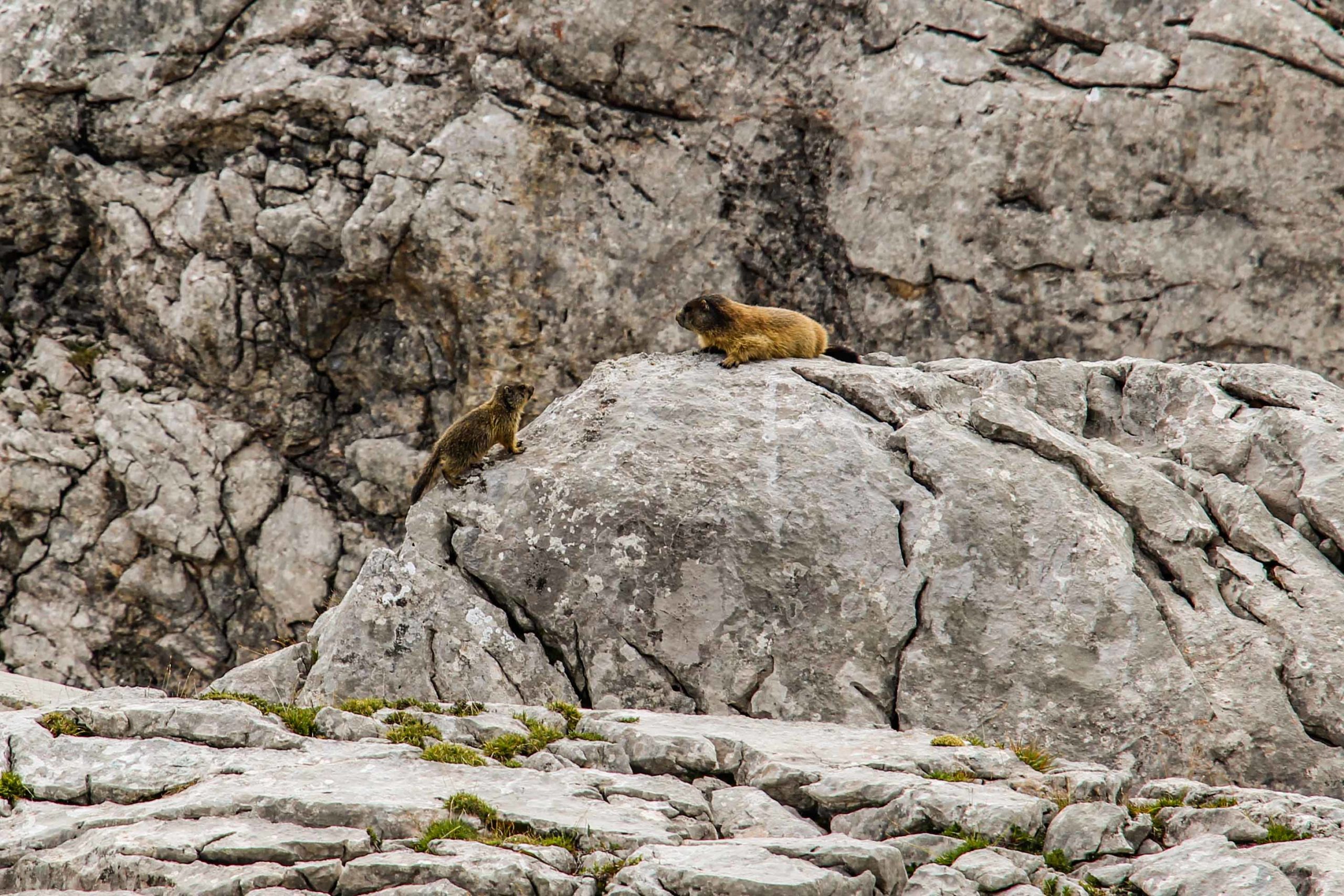 Zwei Murmeltiere - ganz mit sich selbst beschäftigt - © Christoph Werntgen