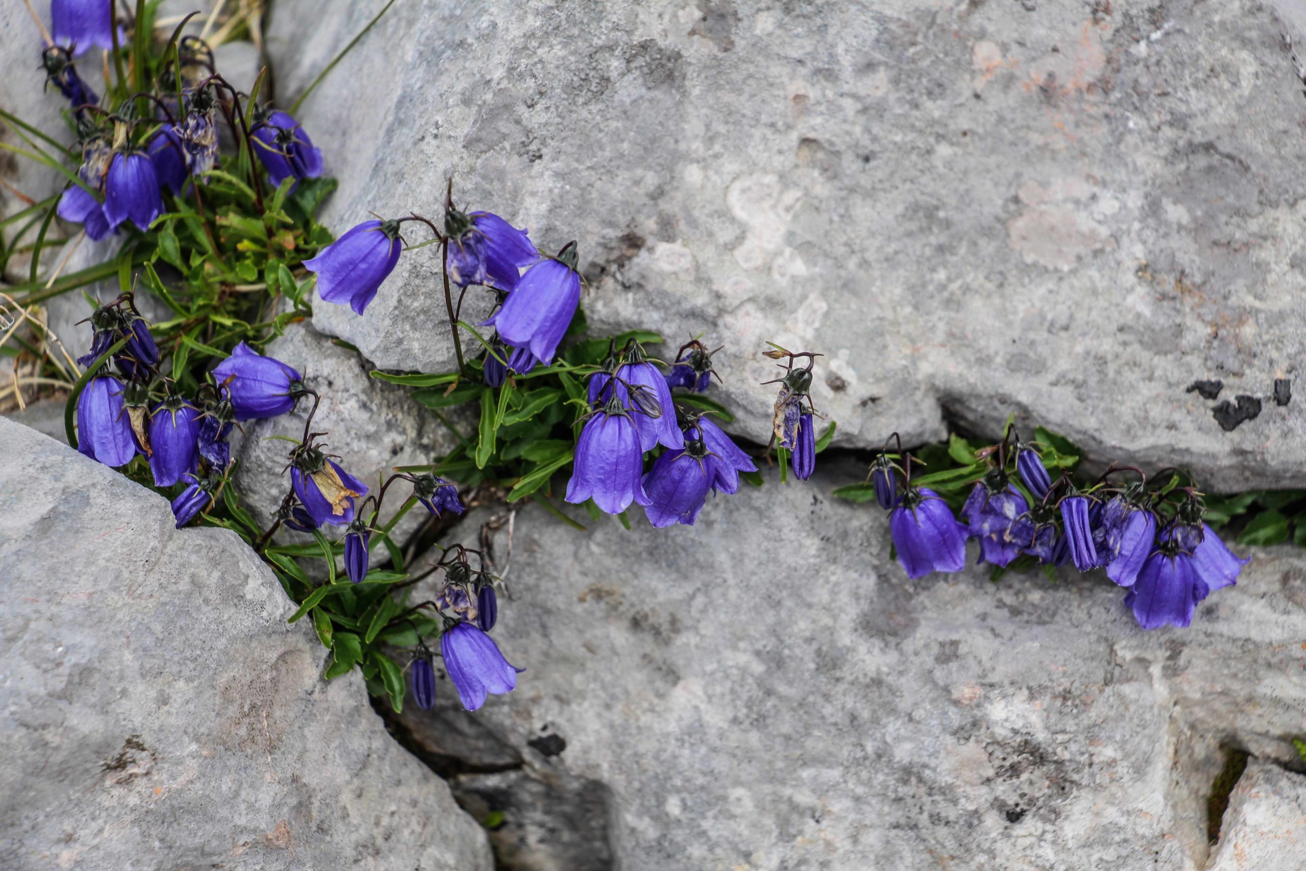 Glockenblumen wachsen aus einer Steinritze - © Christoph Werntgen