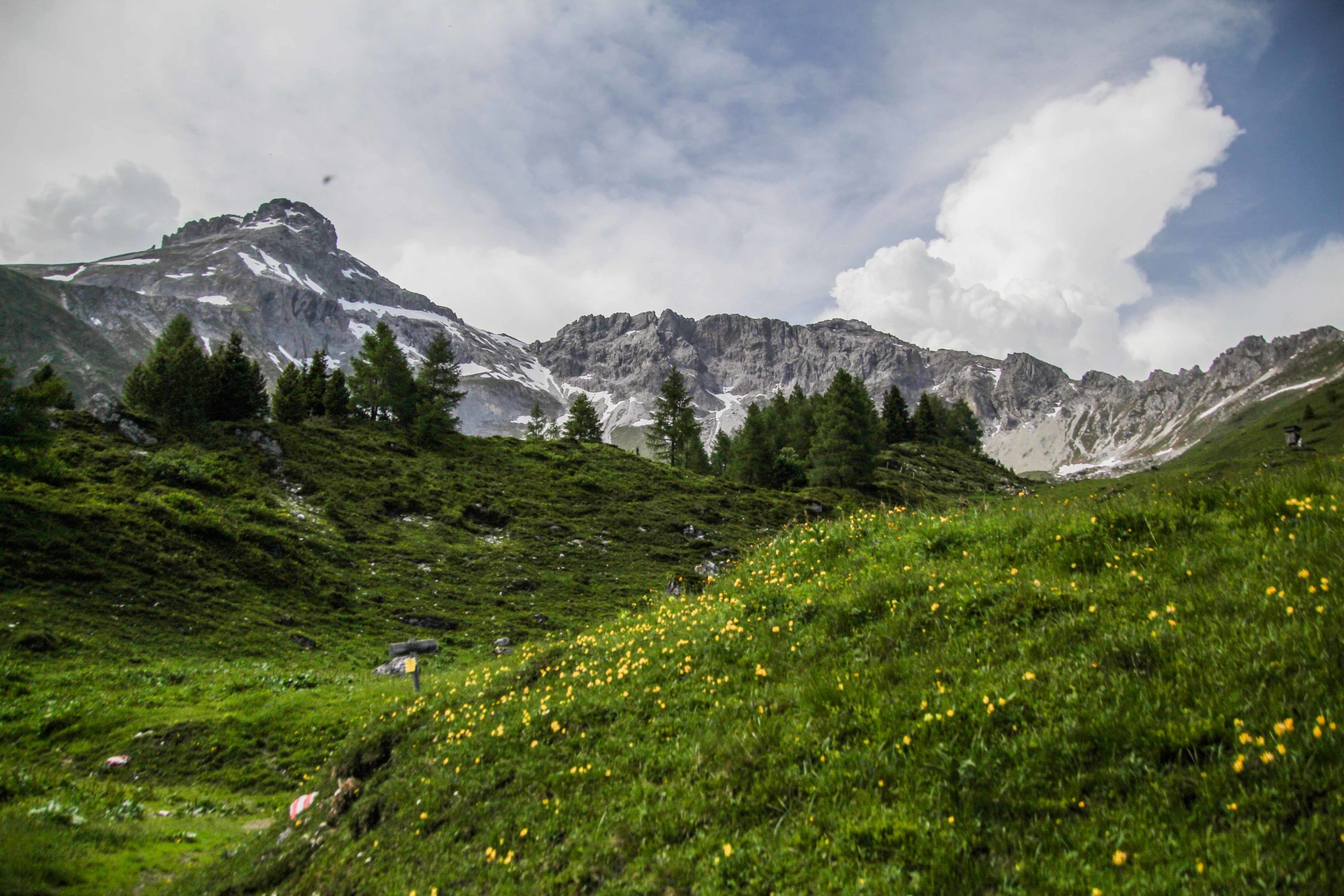 Saftige Almwiesen © Bergschule Wandererlebnis