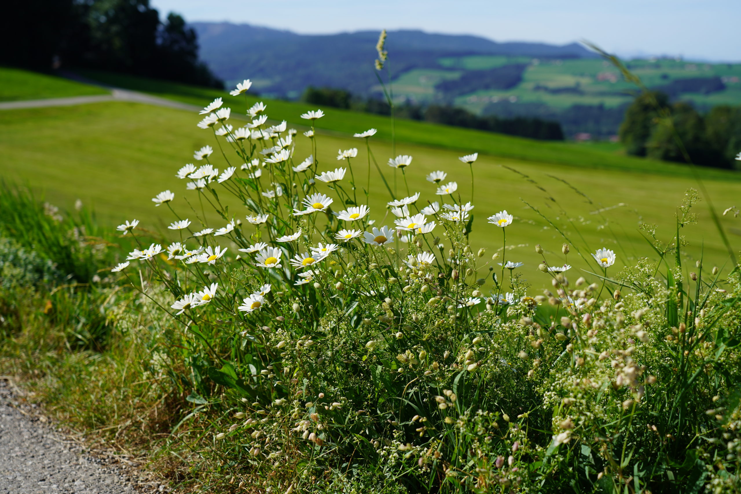 © Käserei Woerle - Artenreichtum am Straßenrand