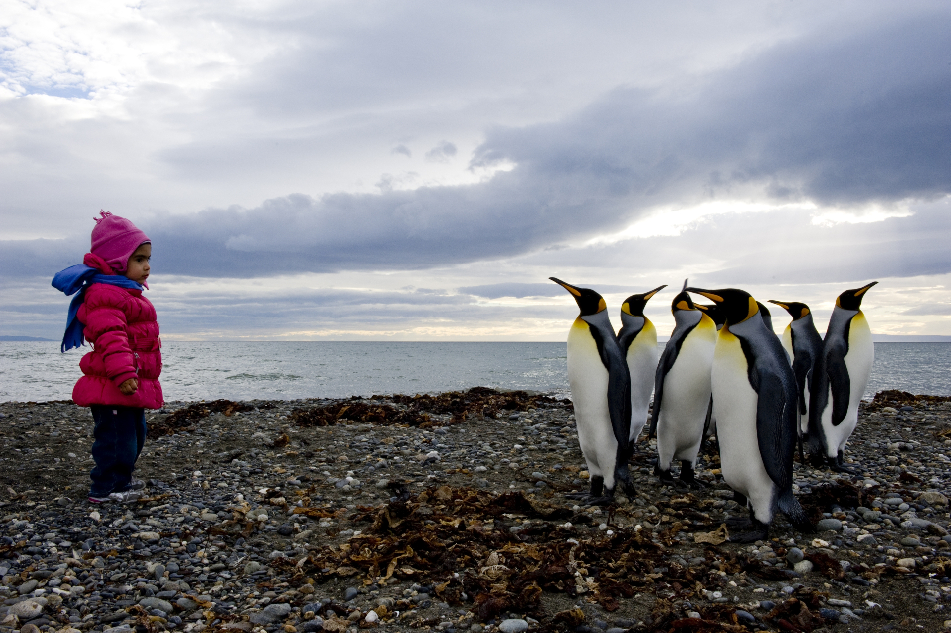 Königspinguine in Feuerland - Patagonien