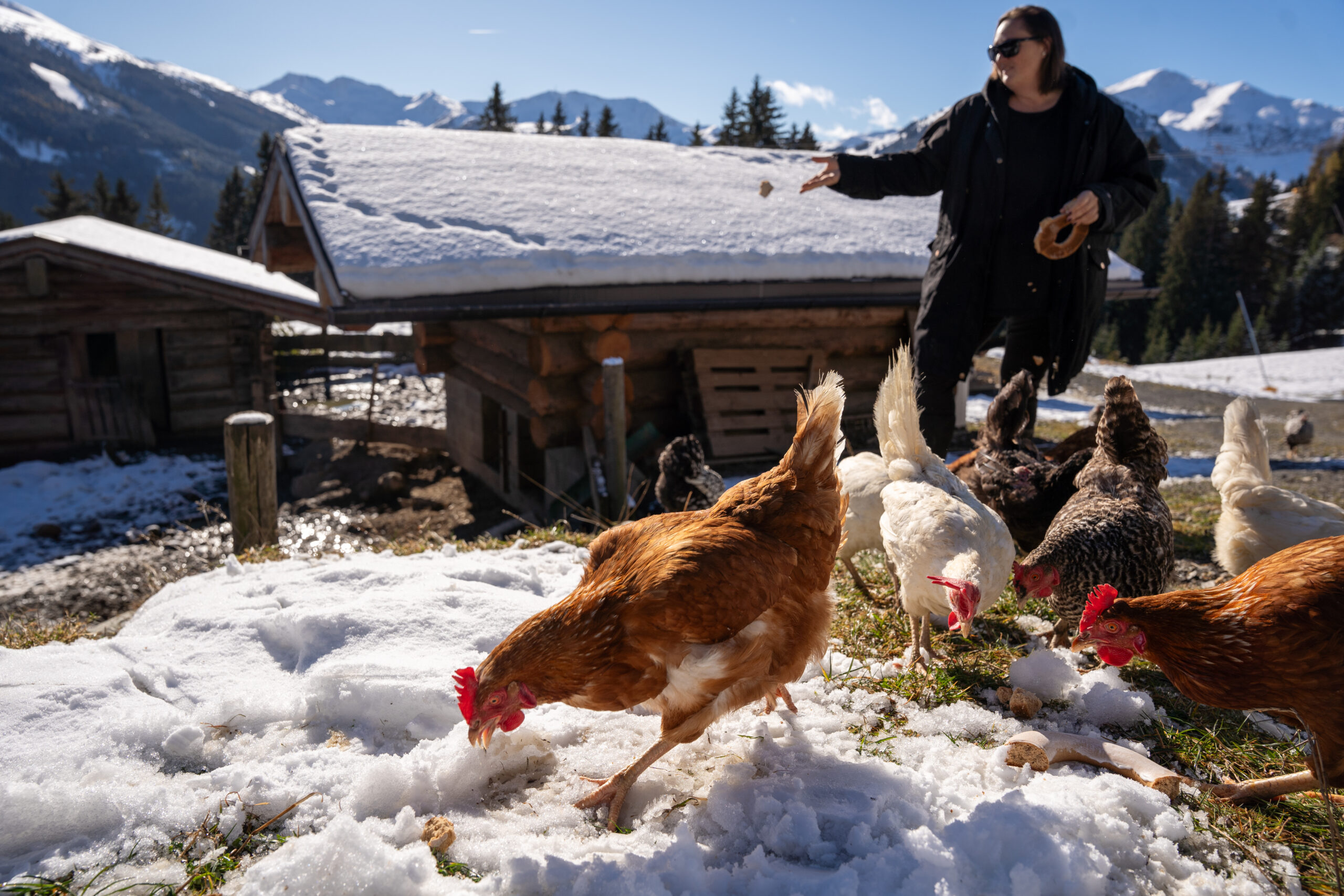 Tägliches Versorgen der Alm-Tiere gehört zu Michaelas Aufgaben dazu. © Edith Danzer