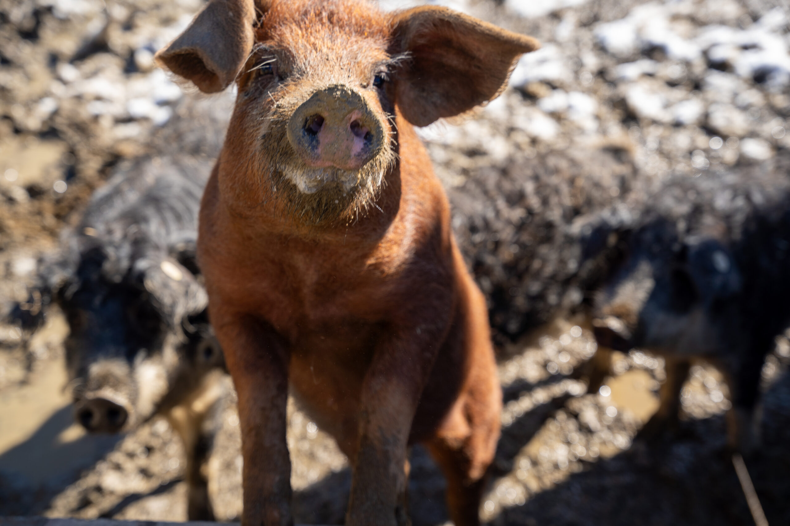 Eines der Mangalitza-Alm-Schweine. © Edith Danzer