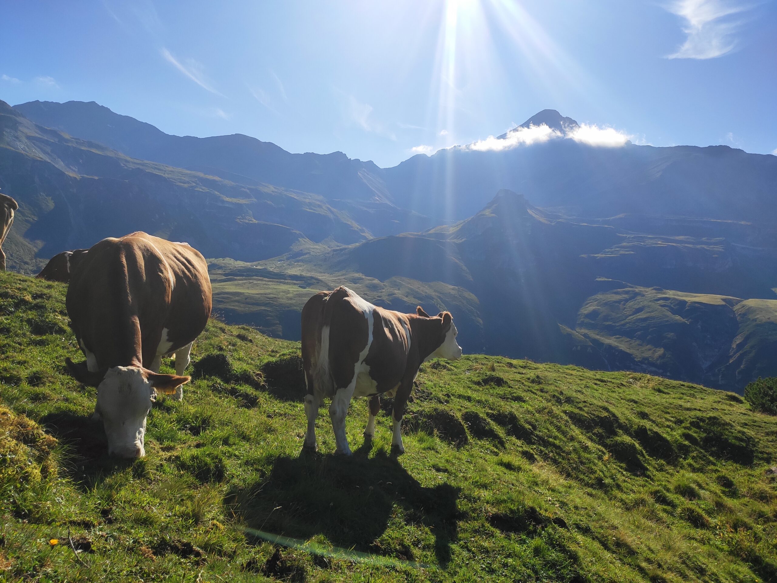  Auf der Hochalm der Litzelhofalm hat man auch Handyempfang. © Privat