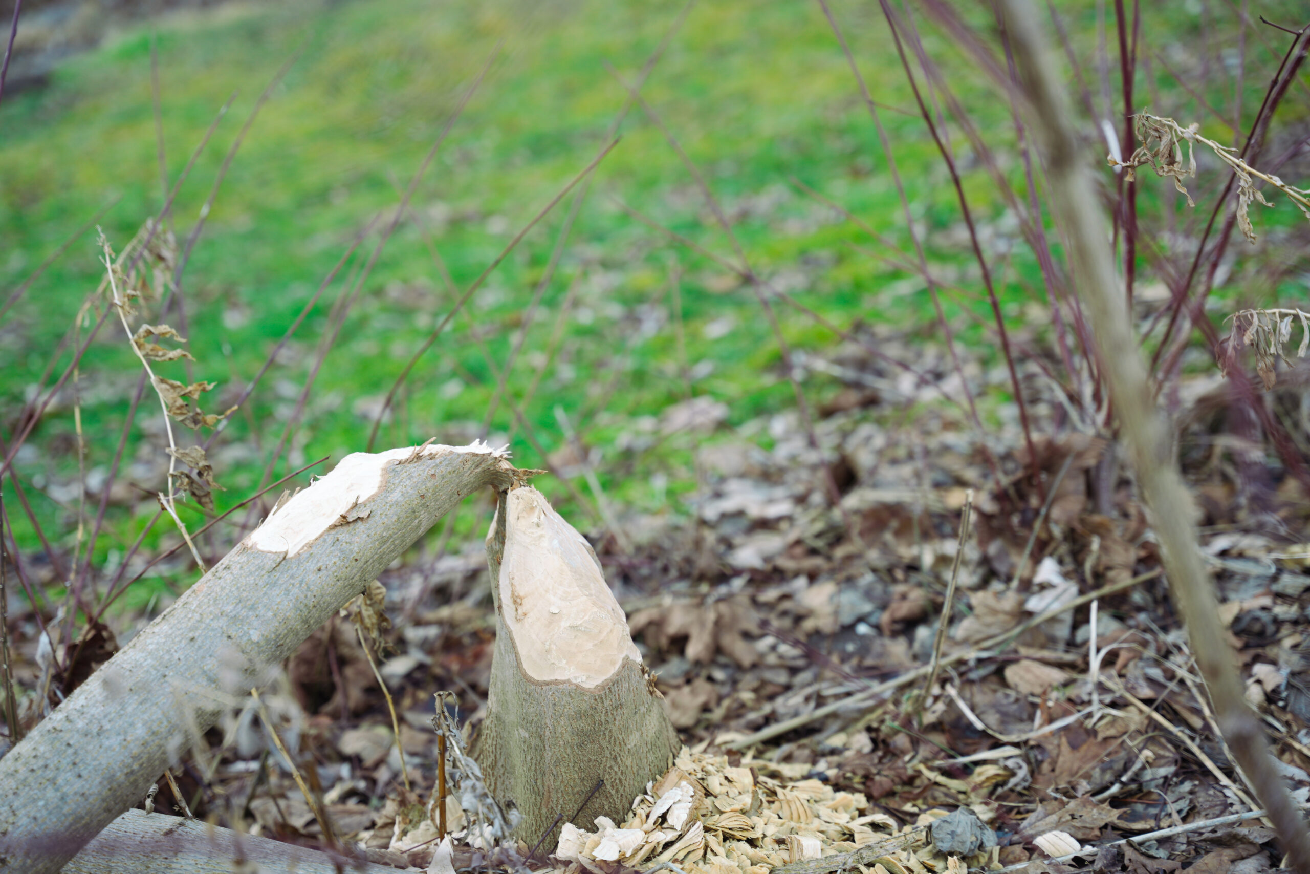 © Edith Danzer - Hier hat er seinen Hunger gestillt.