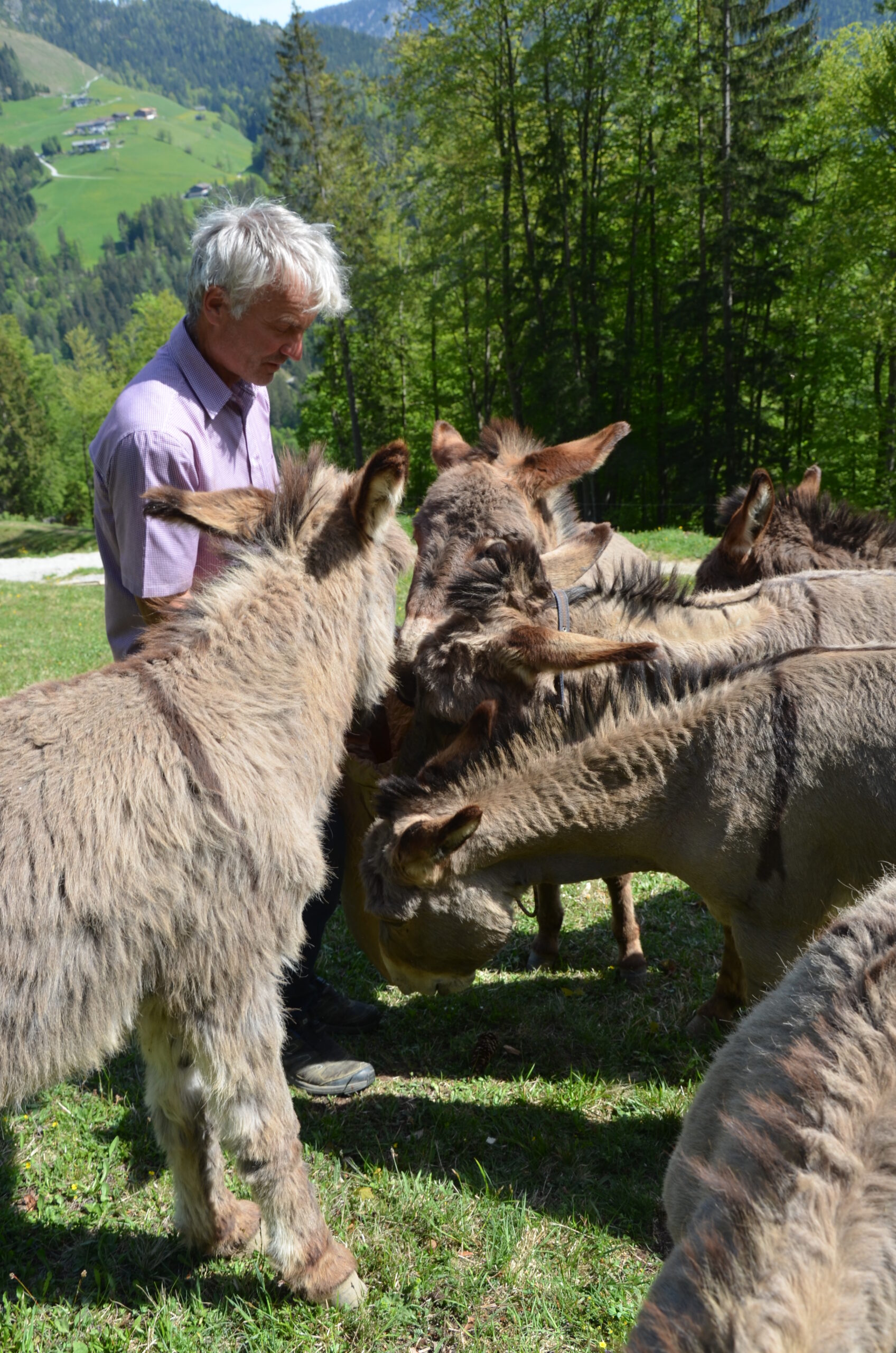 © Salzburger Saalachtal - Pisterlbauer Franz liebt seine Esel.