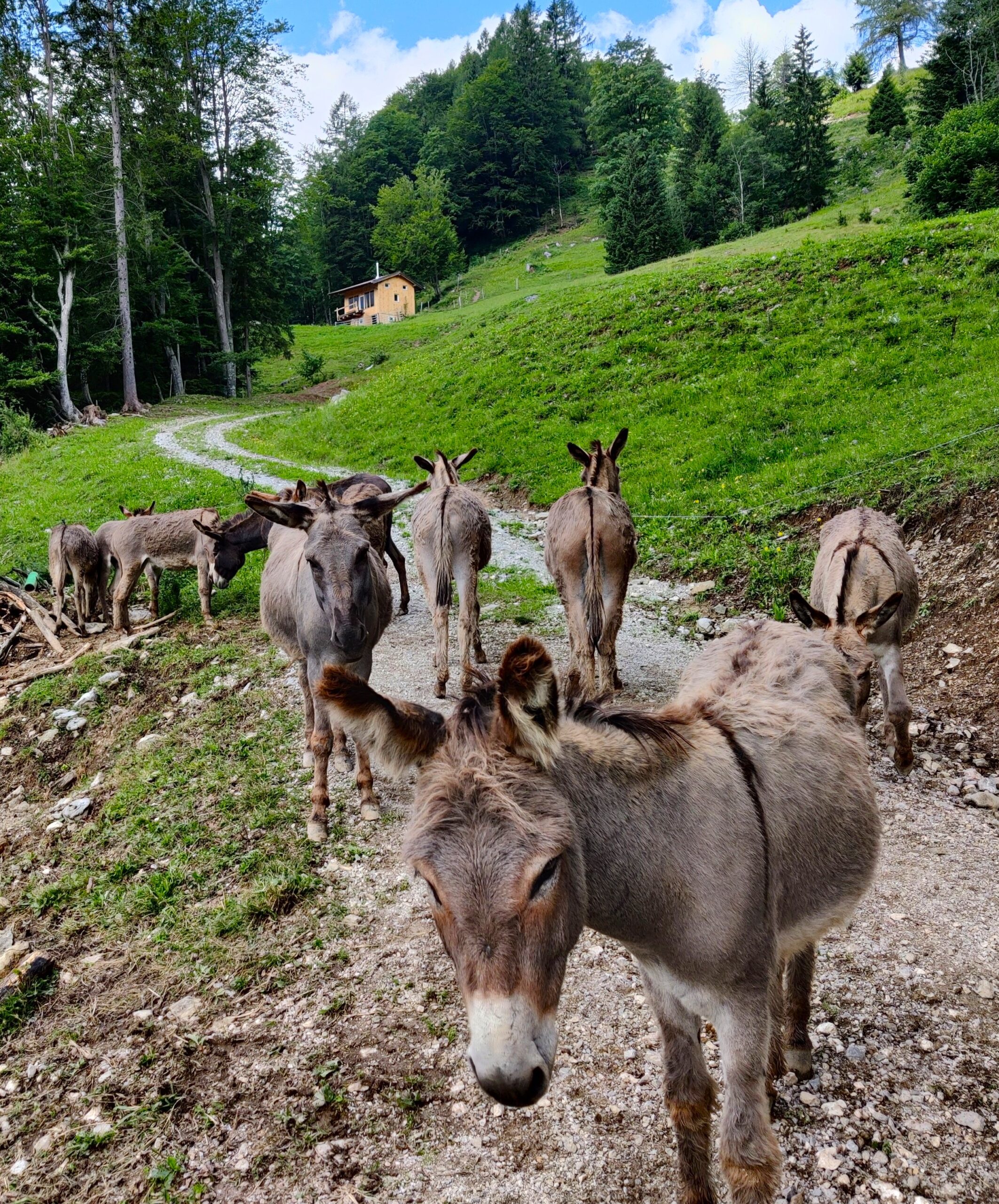 © Salzburger Saalachtal - Pisterlbauer Die Esel verbringen den Sommer auf der Alm