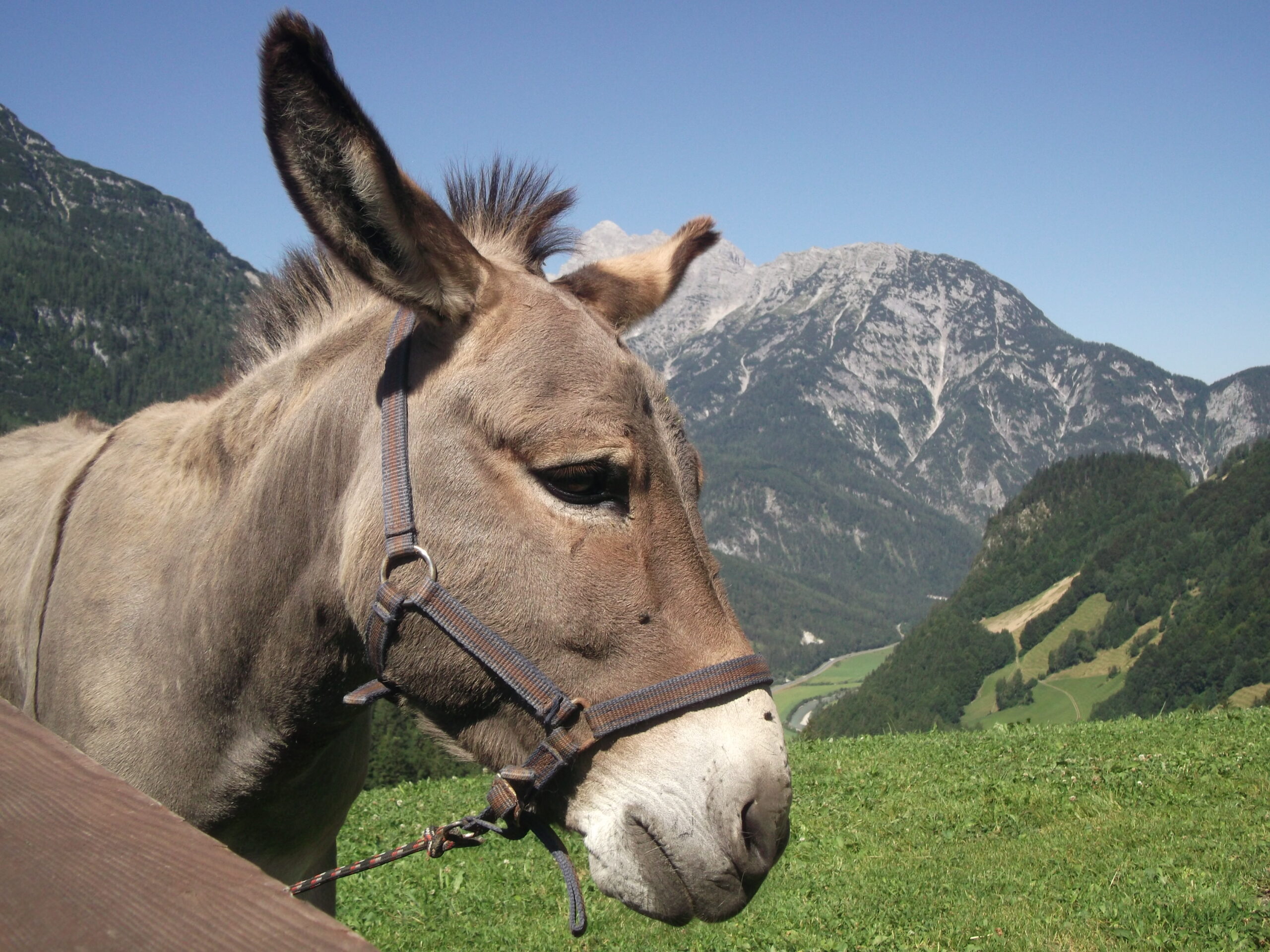 © Salzburger Saalachtal - Pisterlbauer - Einer der zehn Esel auf der Alm