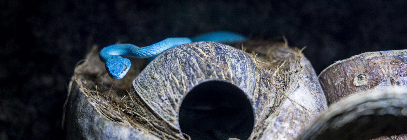 Eine leuchtend blaue Schlange ruht auf einer Kokosnussschale in Die Welt der Gifte, dem kleinsten Zoo Österreichs.