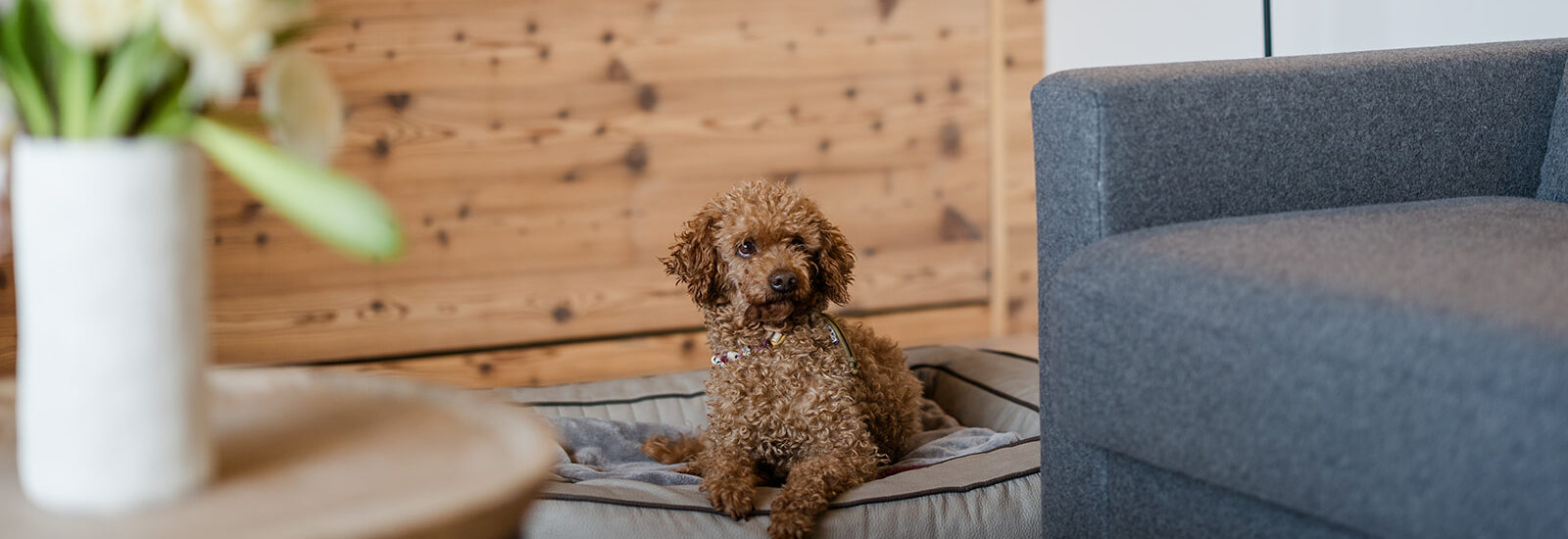 Flauschiger Hund genießt seine Auszeit im Hotel Bergzeit