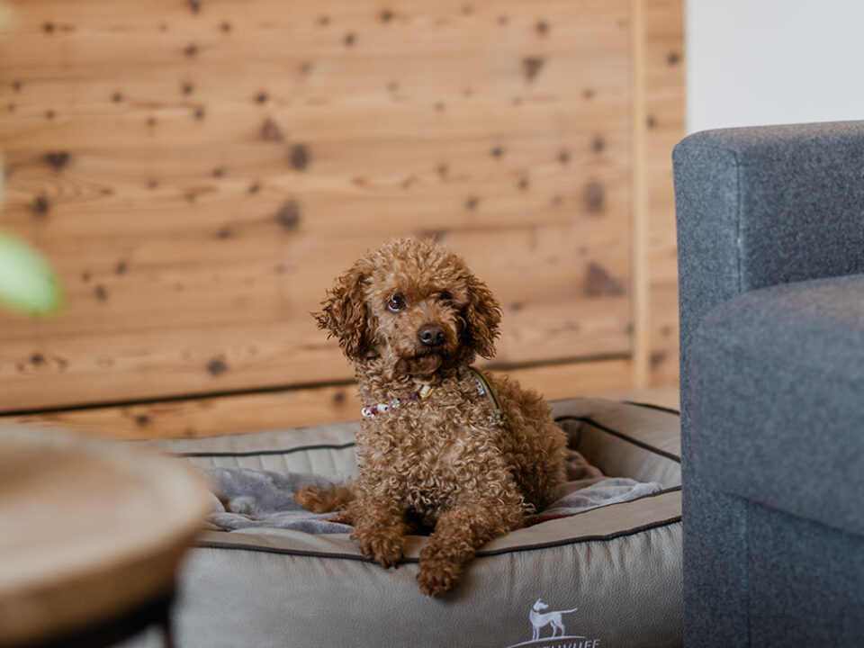 Flauschiger Hund genießt seine Auszeit im Hotel Bergzeit
