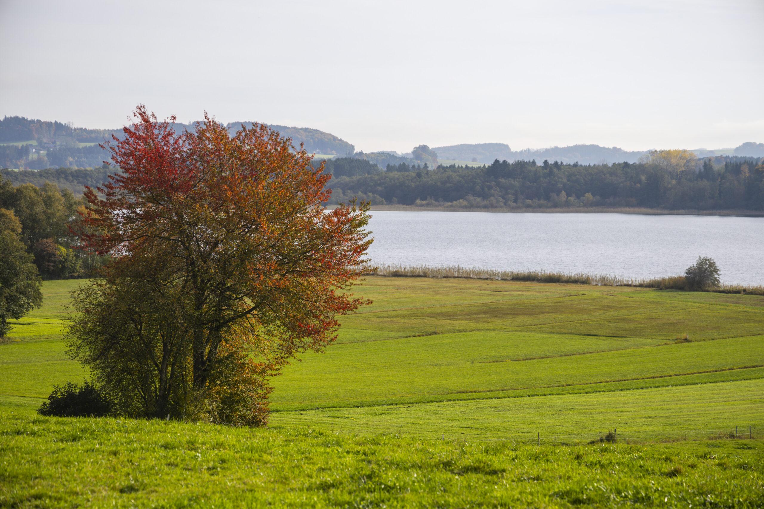 Ein Baum mit roten und grünen Blättern steht am Grabensee, eingerahmt von unberührter Natur im Seenland.