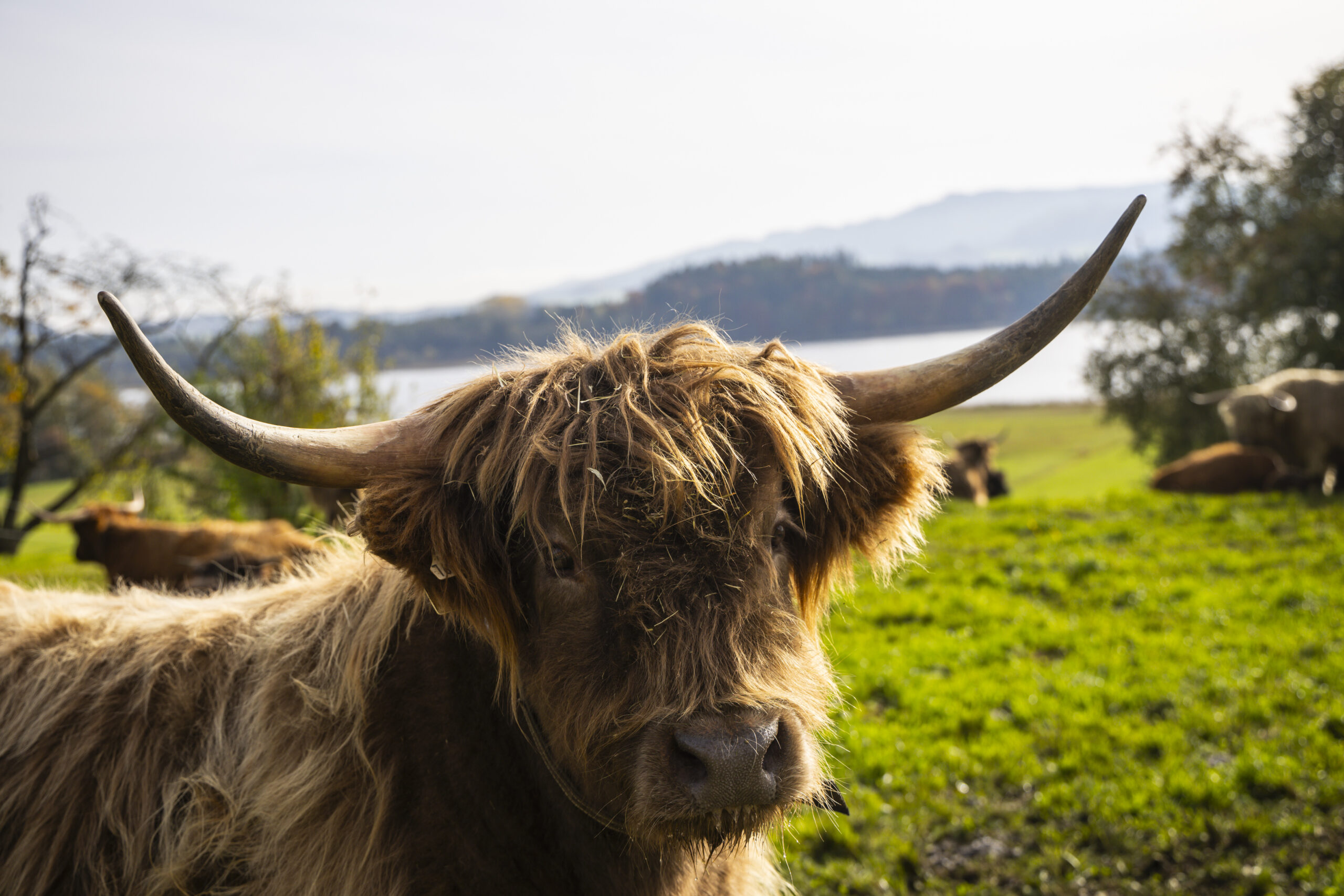 Eine zottelige Hochlandkuh mit langen Hörnern steht in grünen Feldern und erinnert an die unberührte Natur im Seenland.