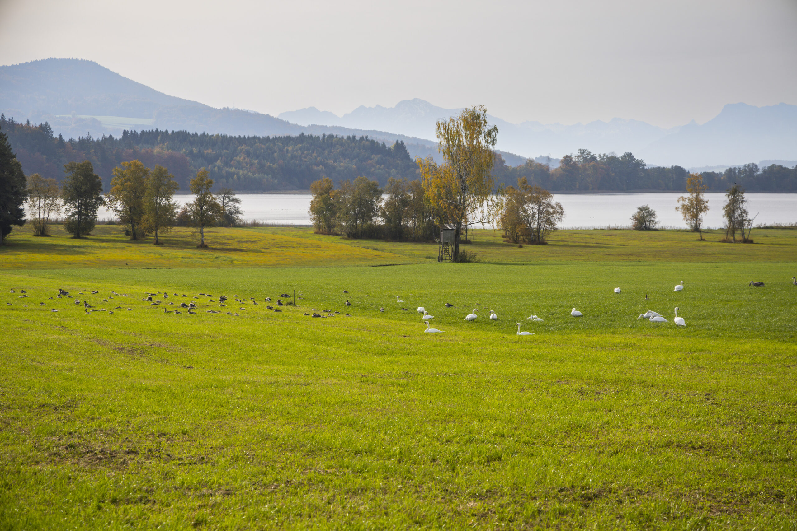 Grüne Wiese mit Vögeln, Bäumen und einem See - Die Wanderung um den Grabensee besticht durch faszinierende Landschaften.