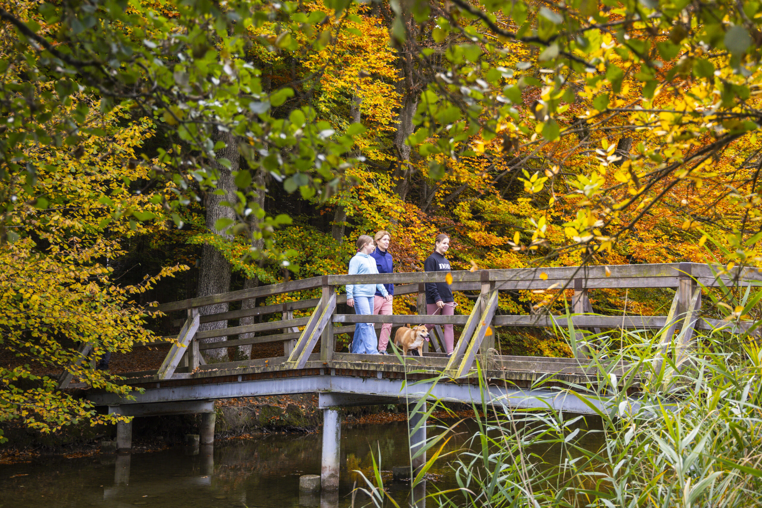 Drei Personen mit Hund auf einer Holzbrücke genießen die unberührte Natur um den Grabensee im Seenland.