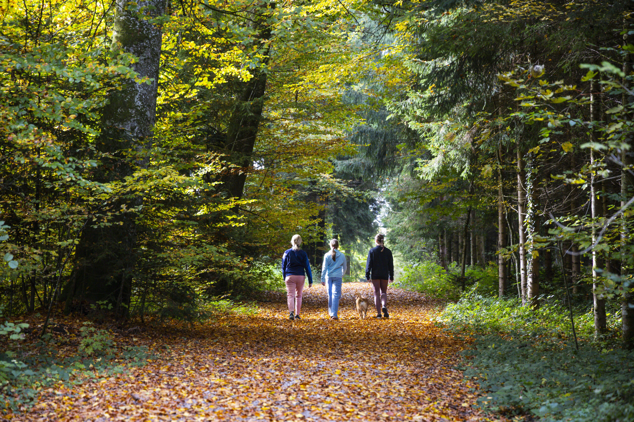 Drei Menschen und ein Hund wandern durch unberührte Natur im Seenland auf einem herbstlichen, sonnenbeschienenen Pfad.