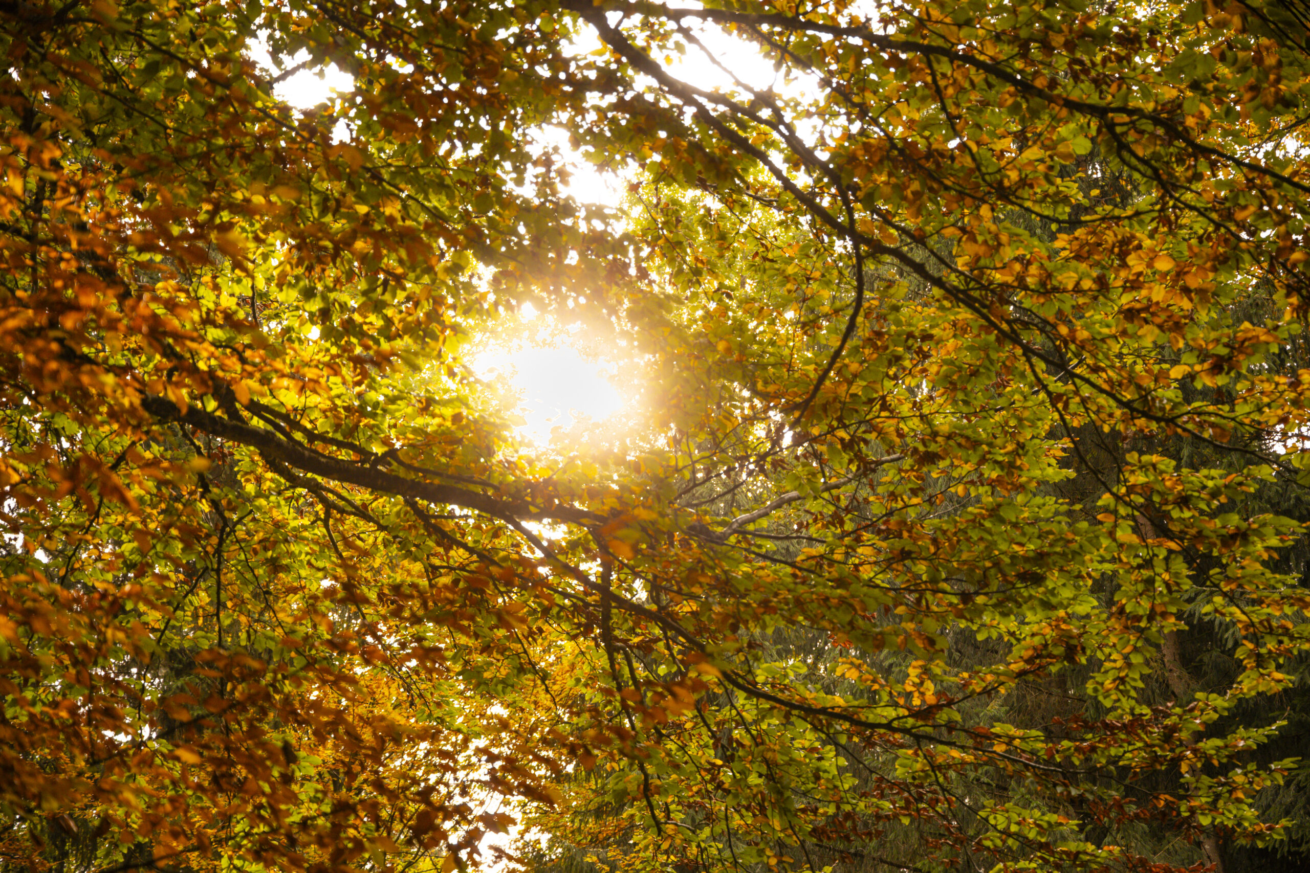 Sonnenlicht durch Herbstlaub evoziert die unberührte Natur im Seenland und faszinierende Landschaften.