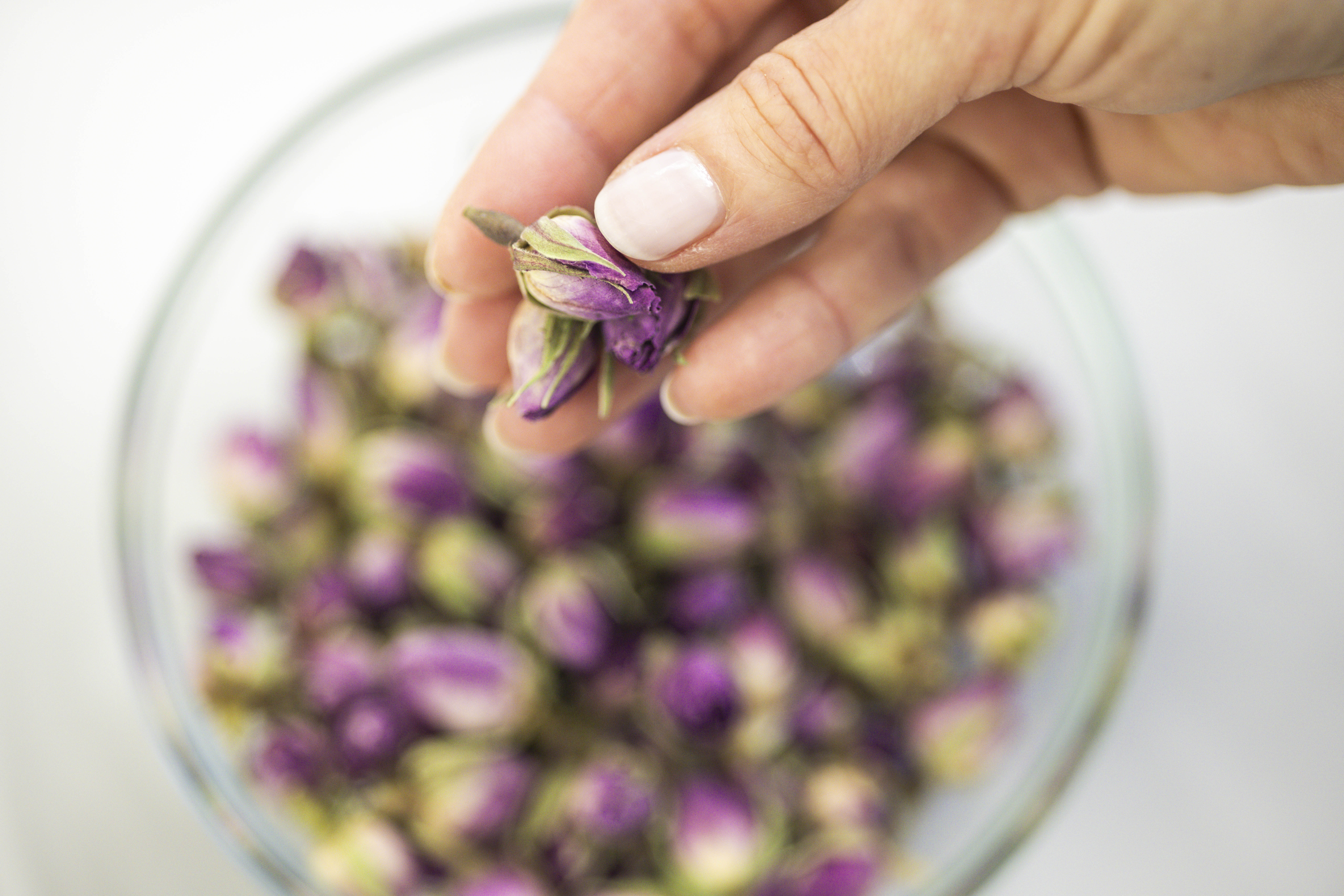 Eine Hand hält eine getrocknete Rosenknospe über einer Glasschale, die mit weiteren getrockneten Rosenknospen gefüllt ist.
