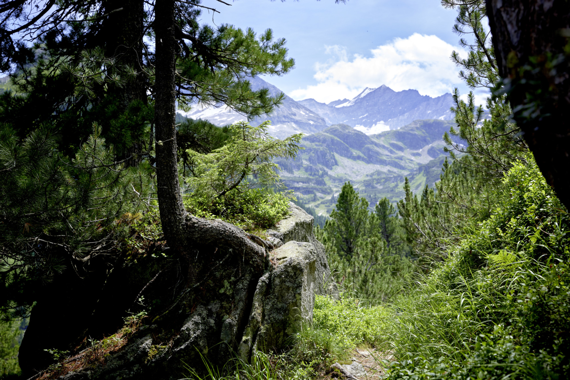 Eine üppige Berglandschaft mit Kiefern, Felsen und fernen schneebedeckten Gipfeln unter blauem Himmel.