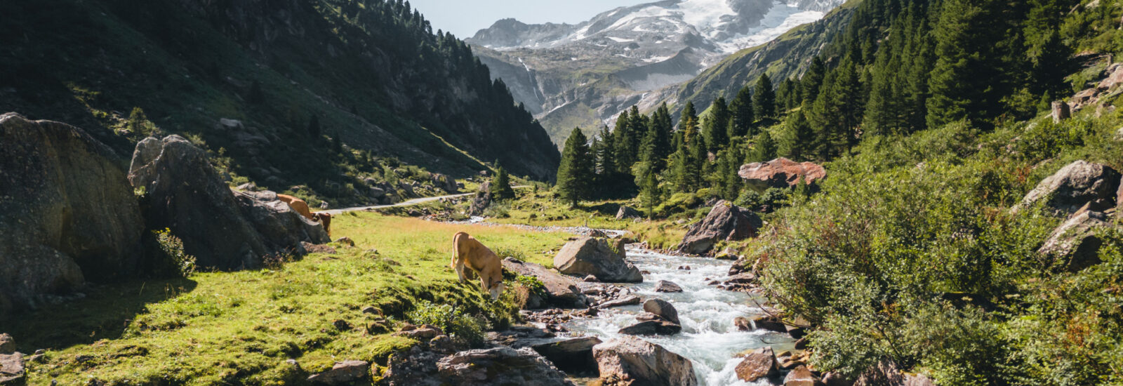 Ein klarer Gebirgsbach fließt durch ein grünes Tal mit grasenden Kühen und schneebedeckten Gipfeln im Hintergrund.