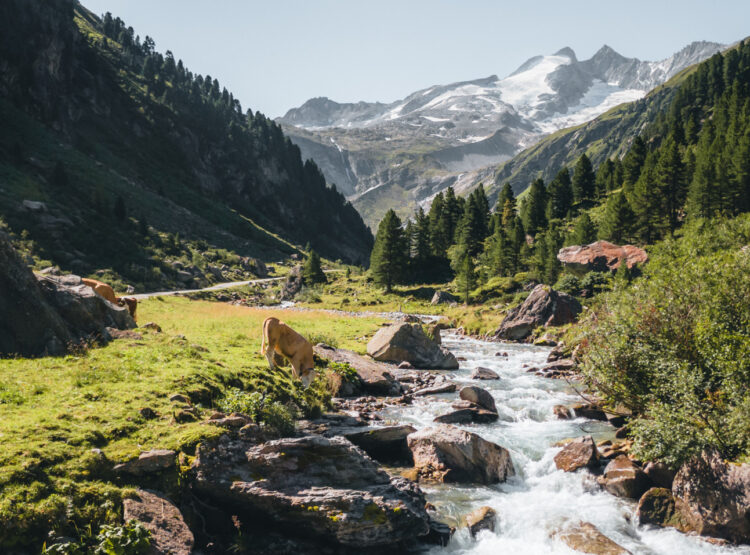 Ein klarer Gebirgsbach fließt durch ein grünes Tal mit grasenden Kühen und schneebedeckten Gipfeln im Hintergrund.
