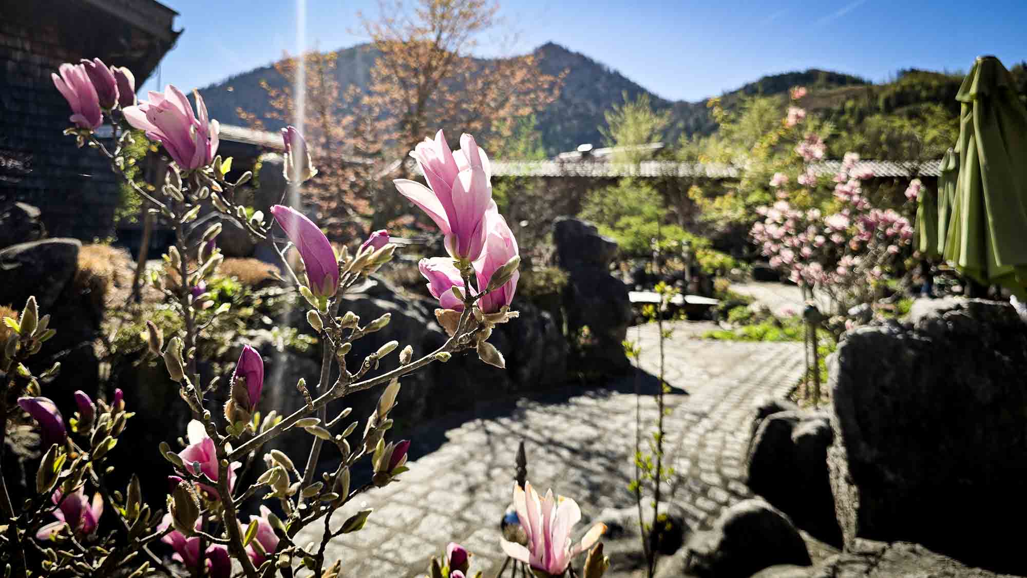 Im sonnigen Garten von Kathis Blumencafé blühen rosafarbene Magnolien, dahinter liegen Steinwege und Berge. © Melanie Deisl