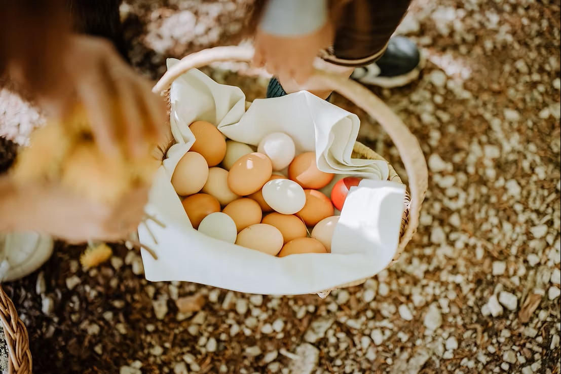 In einem mit wei&szlig;em Stoff ausgekleideten Korb liegen verschiedene frisch gesammelte Eier im Freien.