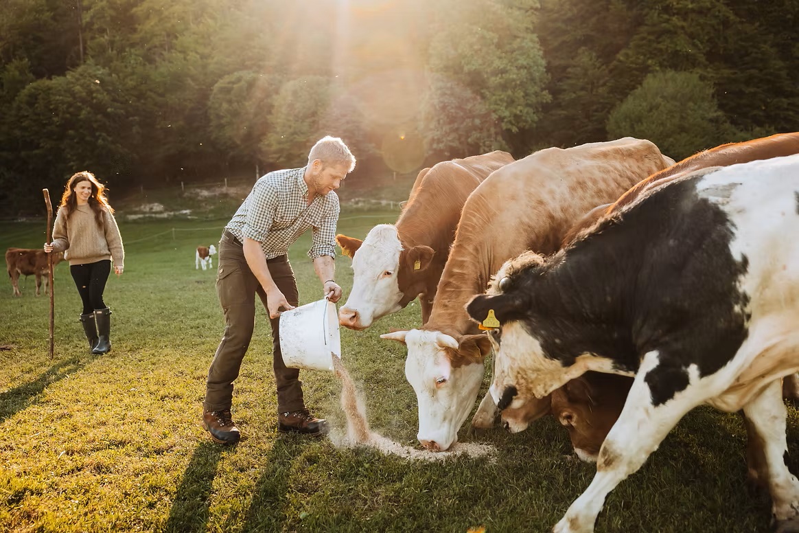 Ein Mann f&uuml;ttert K&uuml;he mit einem Eimer auf einem sonnigen Feld, w&auml;hrend im Hintergrund eine Frau spazieren geht.