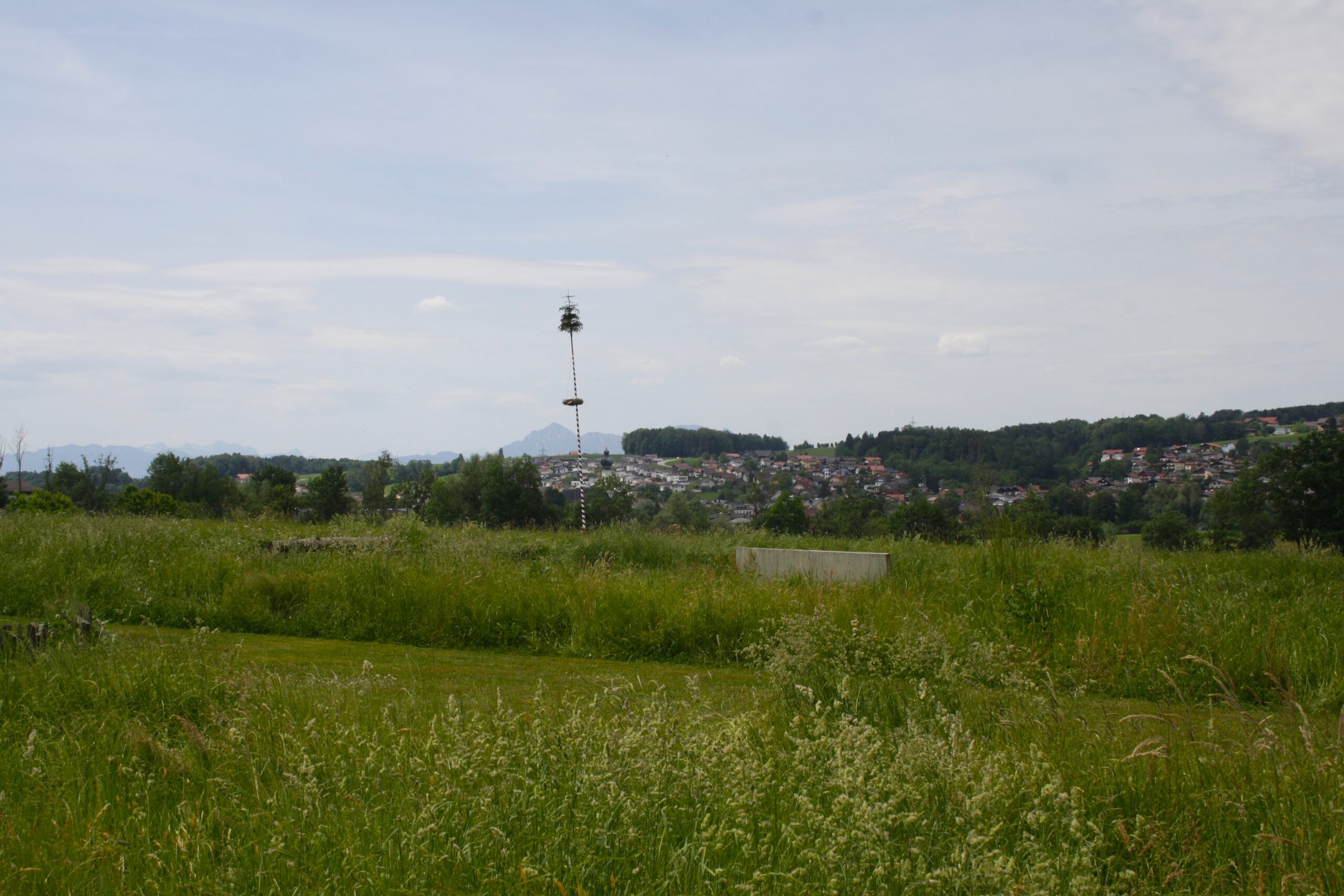 Eine Wiese mit hohem Gras, einem Maibaum und einer Stadt in der Ferne unter bew&ouml;lktem Himmel.