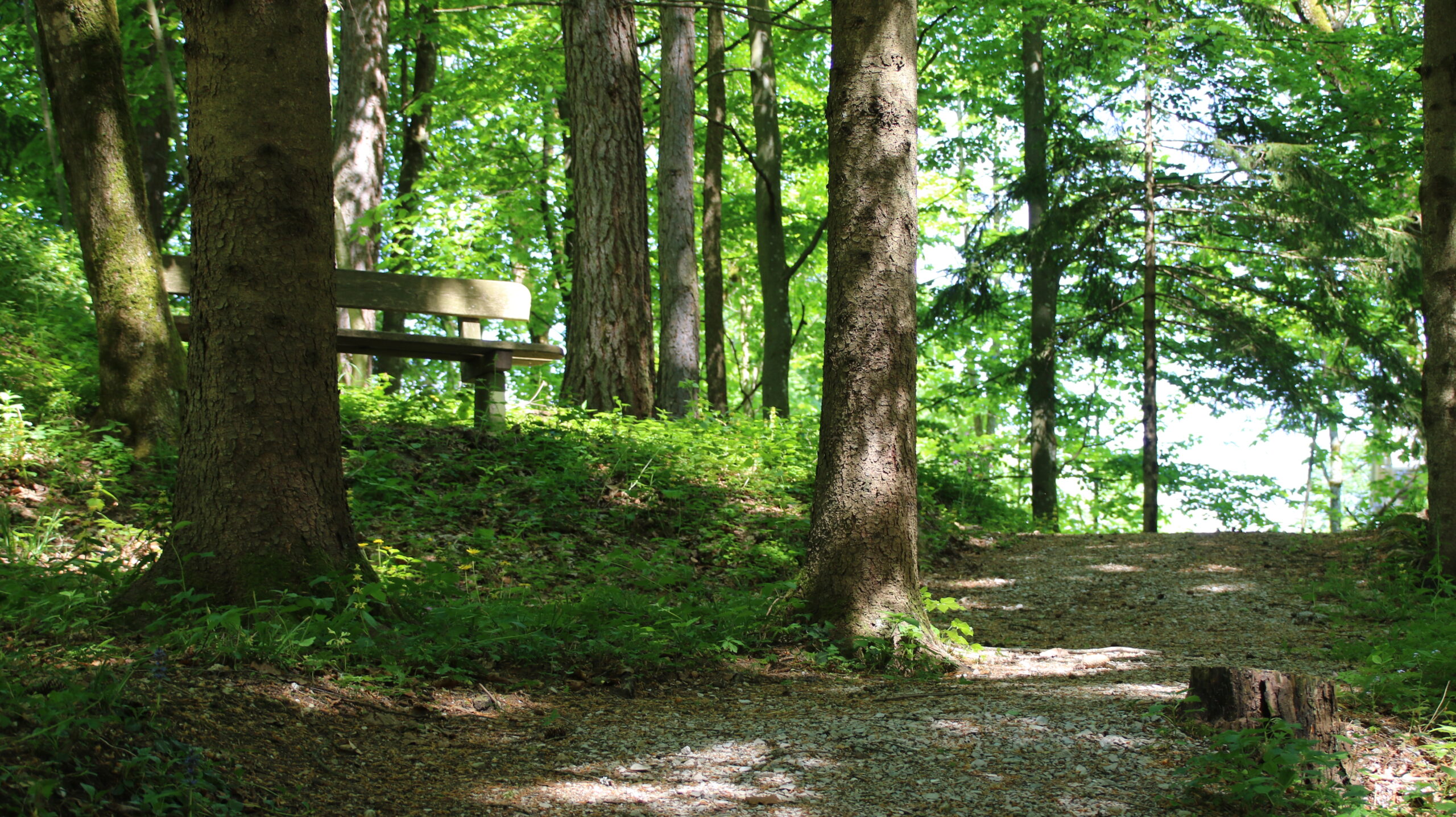 Eine Holzbank neben einem Kiesweg in einem sonnendurchfluteten, gr&uuml;nen Wald mit hohen B&auml;umen und &uuml;ppigem Laubwerk.