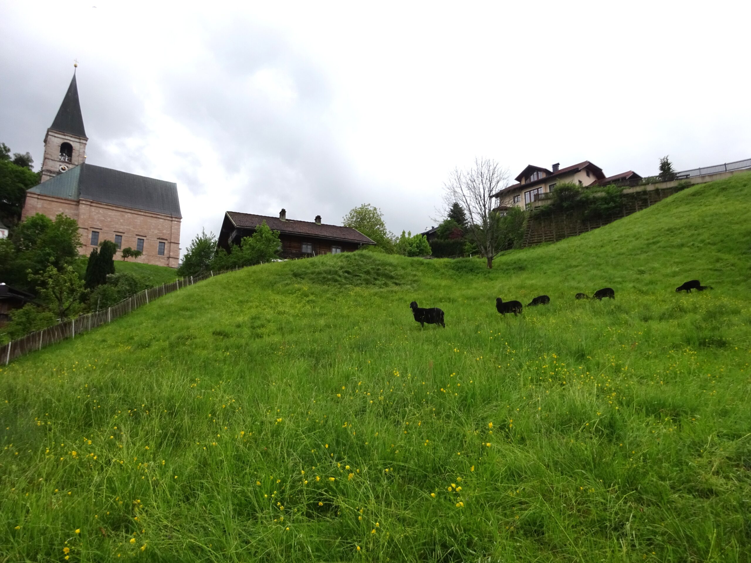 Ein gr&uuml;ner Hang, auf dem schwarze Schafe grasen; im Hintergrund eine Kirche und H&auml;user unter bew&ouml;lktem Himmel.