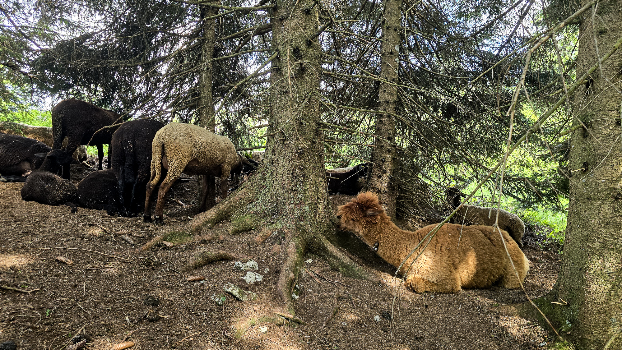 Mehrere schwarze Schafe und ein braunes Alpaka ruhen sich unter Kiefern in der N&auml;he der Bleckwandh&uuml;tte auf einer schattigen Waldlichtung aus.