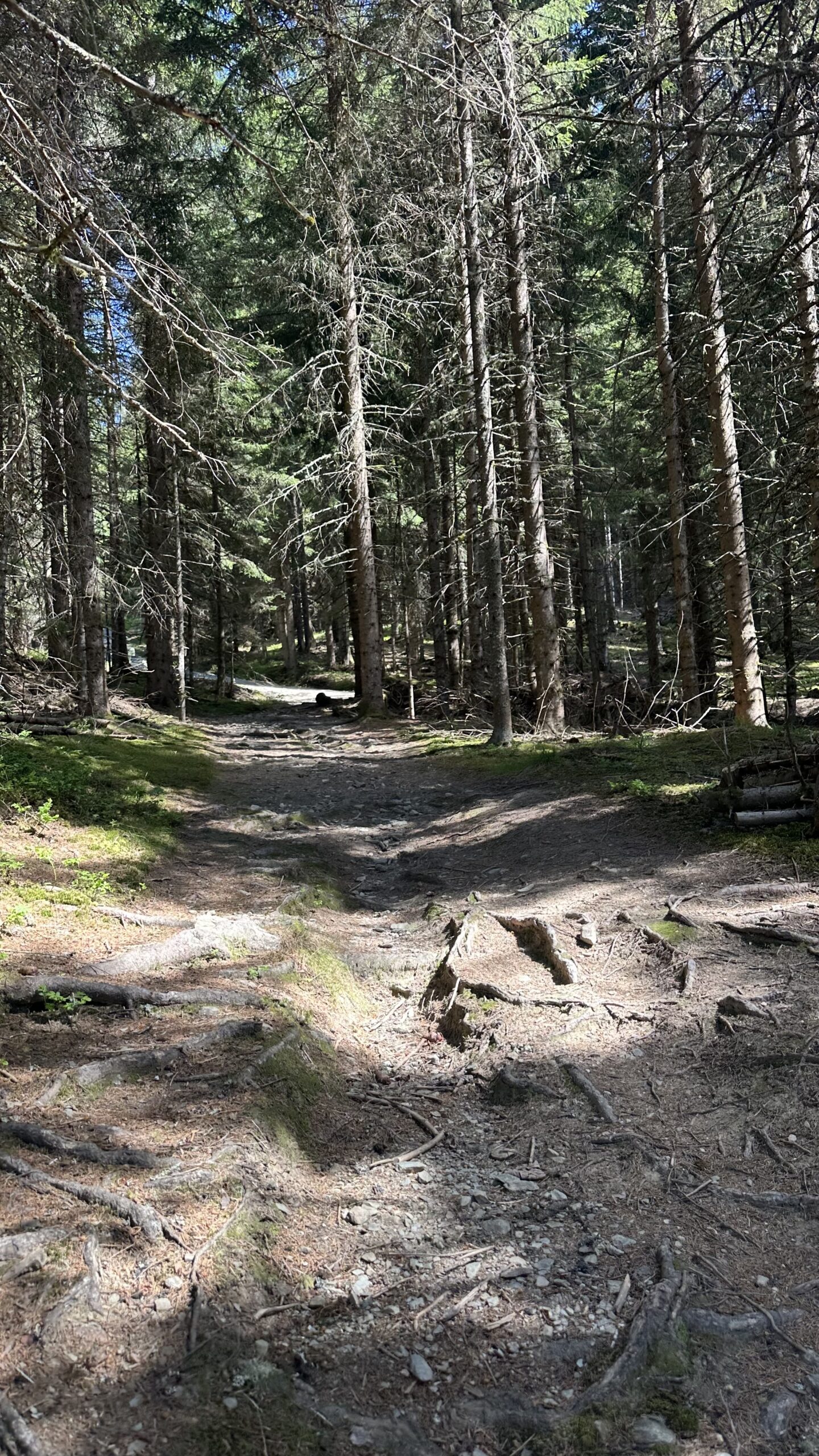 Ein sonnendurchfluteter Waldweg in der N&auml;he der Schwalbenwand, umgeben von hohen B&auml;umen und vereinzelten Felsen auf dem Boden.
