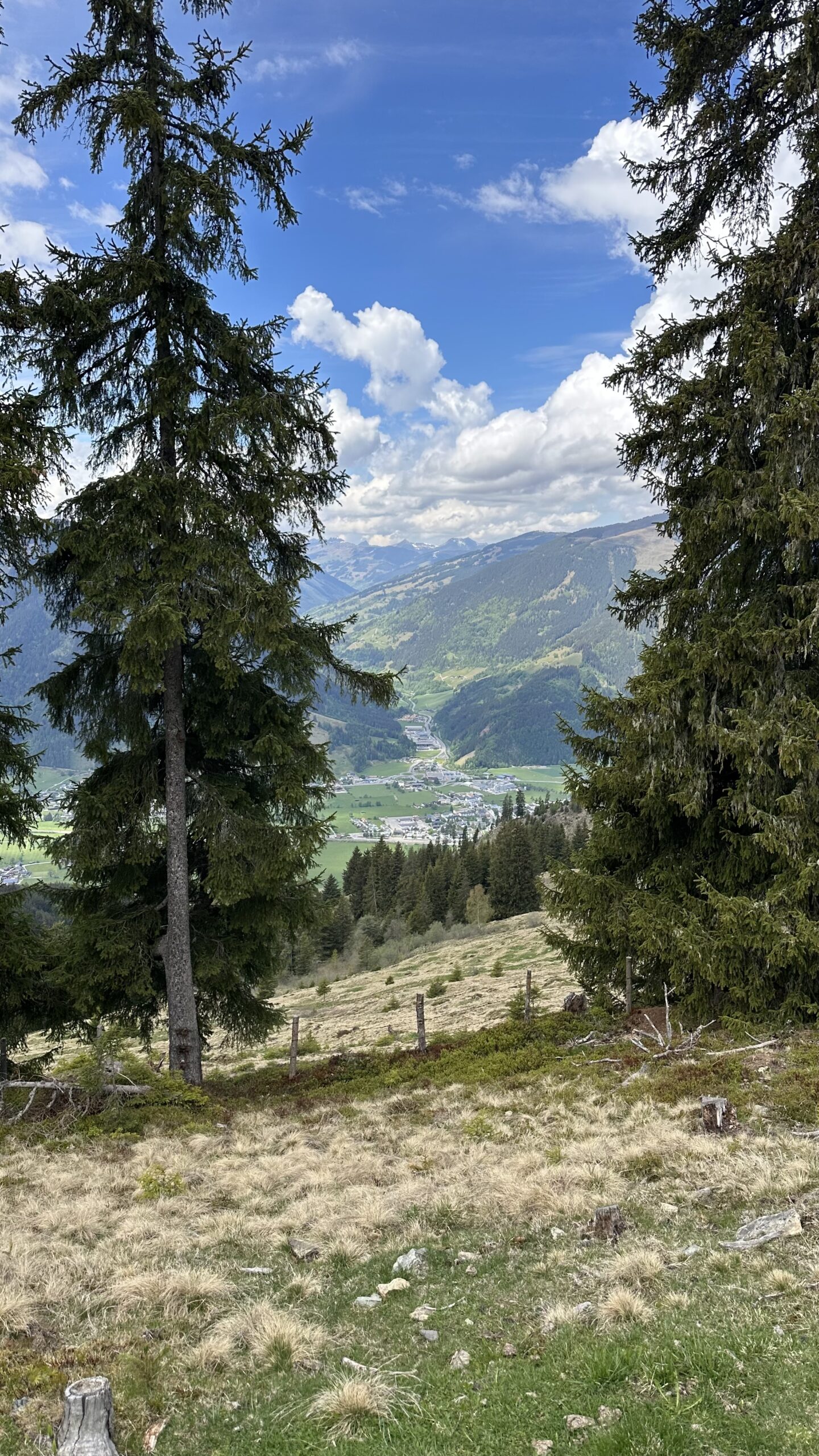 Blick auf den Schwalbenwand, eingerahmt von hohen Kiefern, mit Blick auf ein Tal, ein Dorf und den bew&ouml;lkten Himmel.