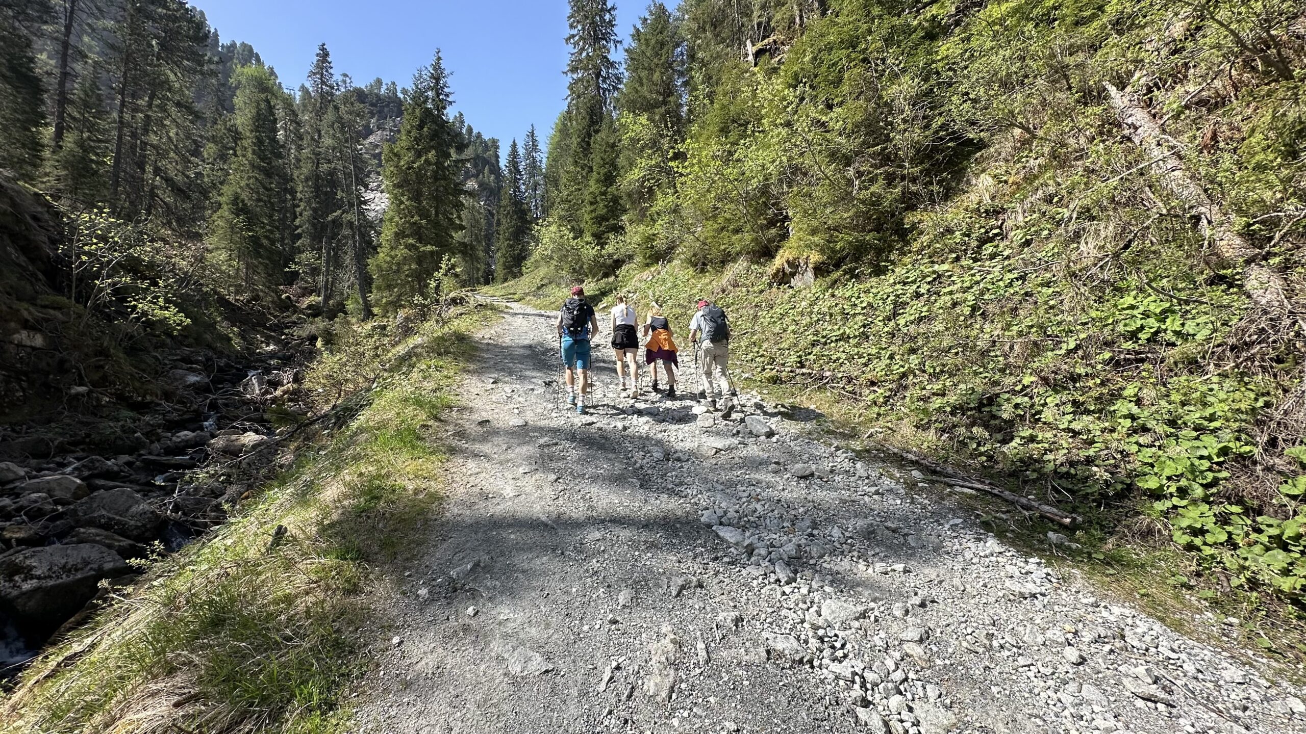 An einem sonnigen Tag wandern vier Menschen auf einem felsigen Waldweg, der von hohen B&auml;umen ges&auml;umt ist.