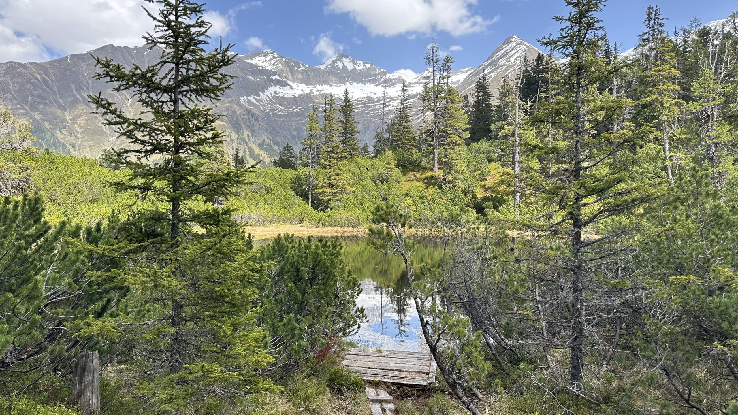 Ein von Bäumen umgebener Bergsee mit schneebedeckten Gipfeln und blauem Himmel im Hintergrund.