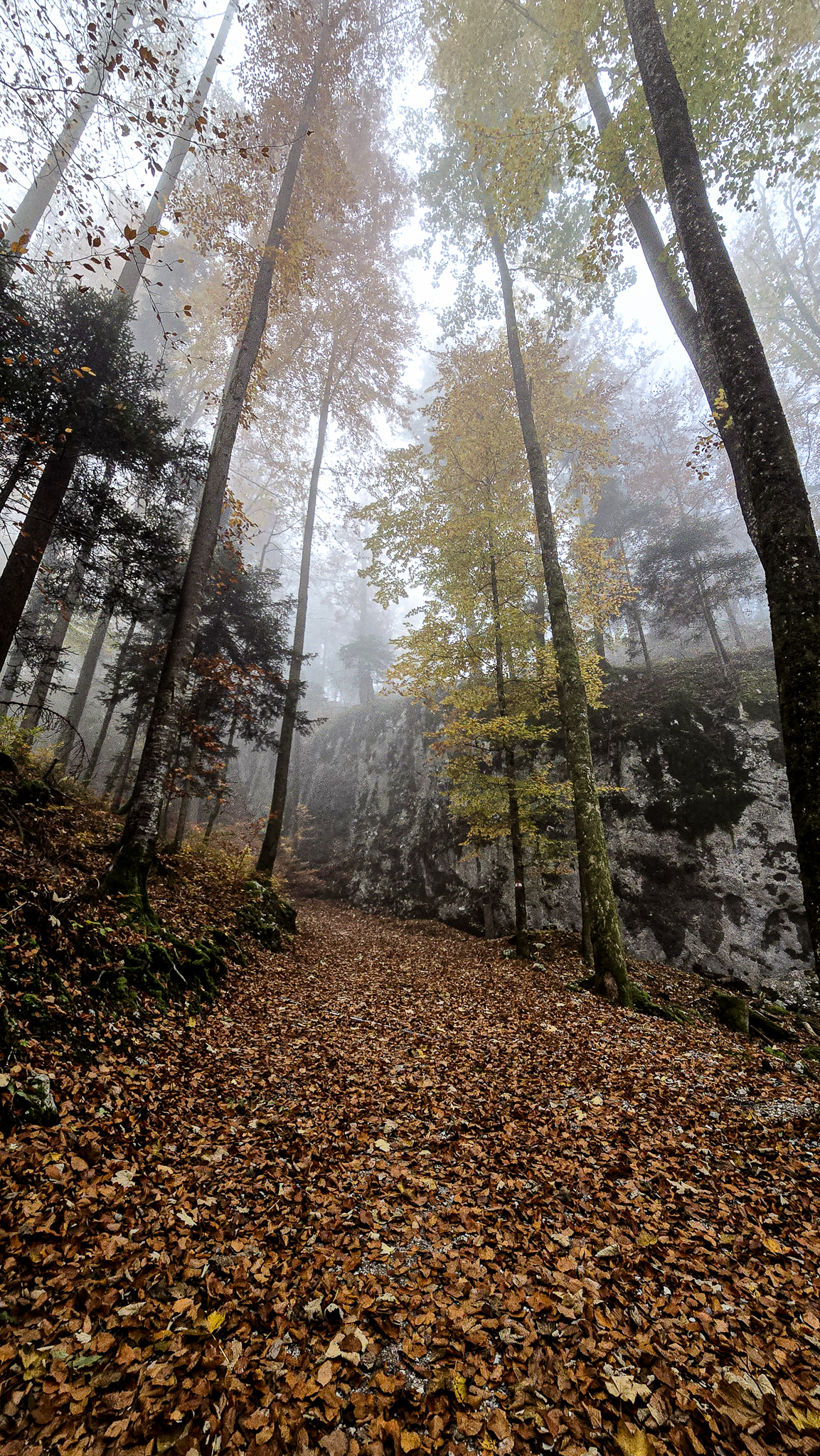 Ein Waldweg mit Laub, hohen B&auml;umen und Nebel versetzt einen in die magische Atmosph&auml;re der Wolfgangi-Kirtag-Morgen.