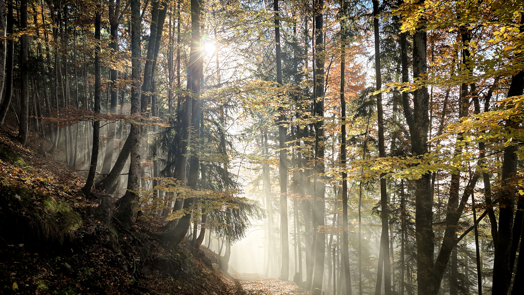 Sonnenlicht strömt durch die hohen Herbstbäume entlang des nebligen Waldweges zum Wolfgangi Kirtag © Melanie Deisl
