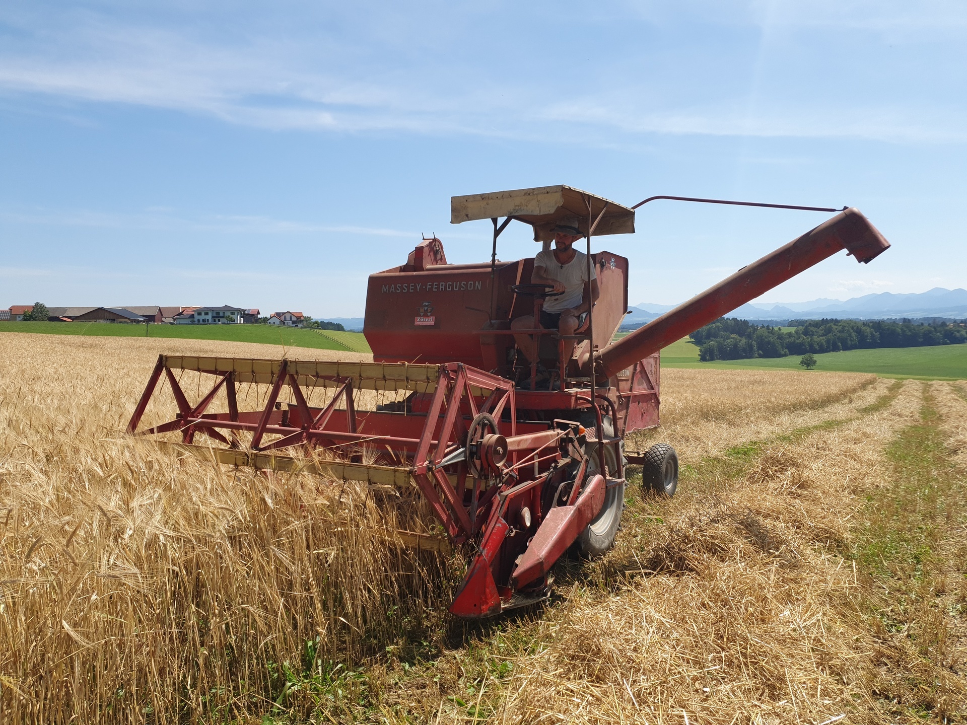 Eine Person fährt mit einem roten Massey-Ferguson-Mähdrescher durch ein Weizenfeld.