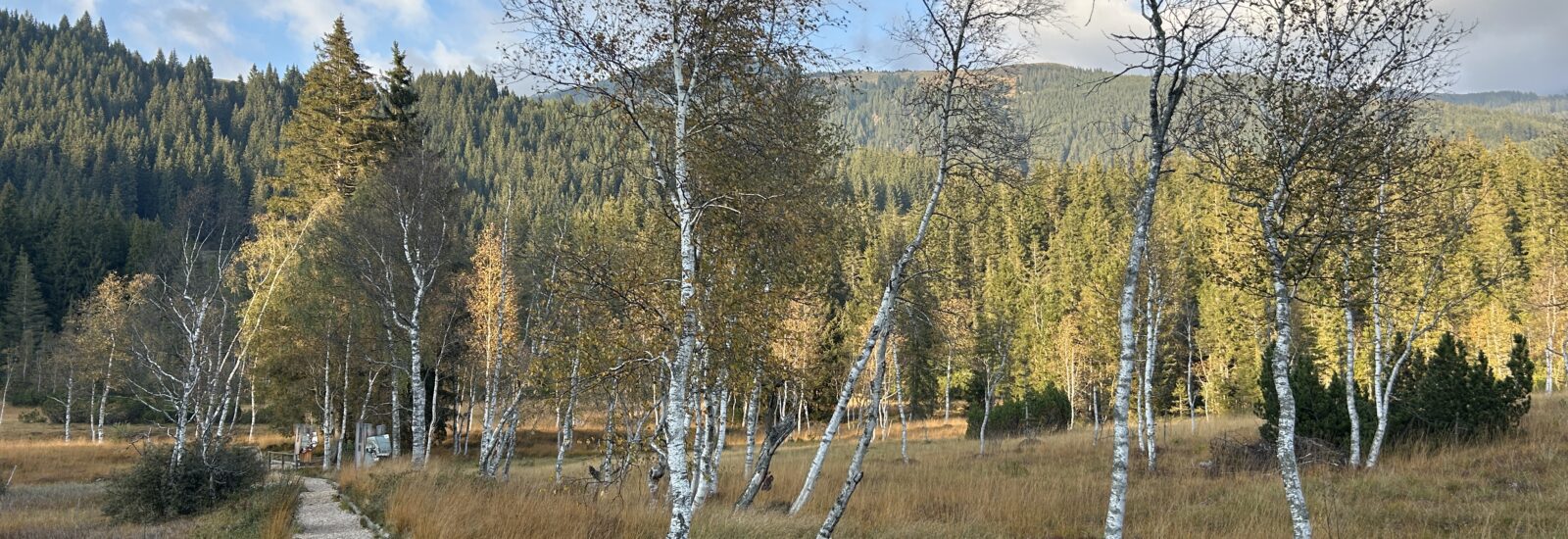 Ein Schotterweg schlängelt sich durch eine herbstliche Moorlandschaft mit Birken und einem Wald in der Ferne.
