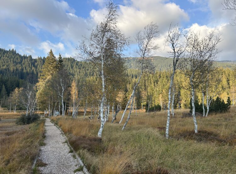 Ein Schotterweg schlängelt sich durch eine herbstliche Moorlandschaft mit Birken und einem Wald in der Ferne.