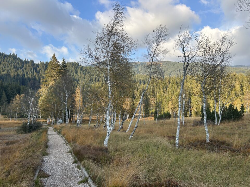 Ein Schotterweg schlängelt sich durch eine herbstliche Moorlandschaft mit Birken und einem Wald in der Ferne.