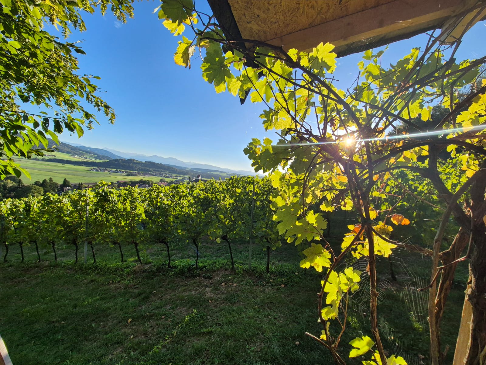 Sonnenlicht scheint durch die Weinreben des Weinbaus, von denen aus man auf ein grünes Tal mit Bergen in der Ferne blickt.